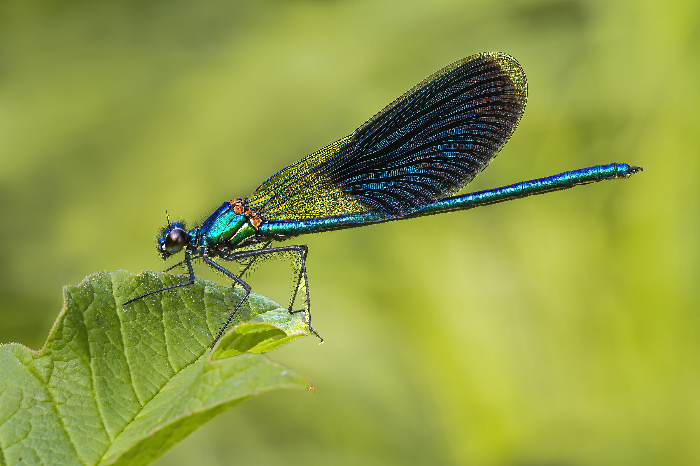 Calopteryx splendens