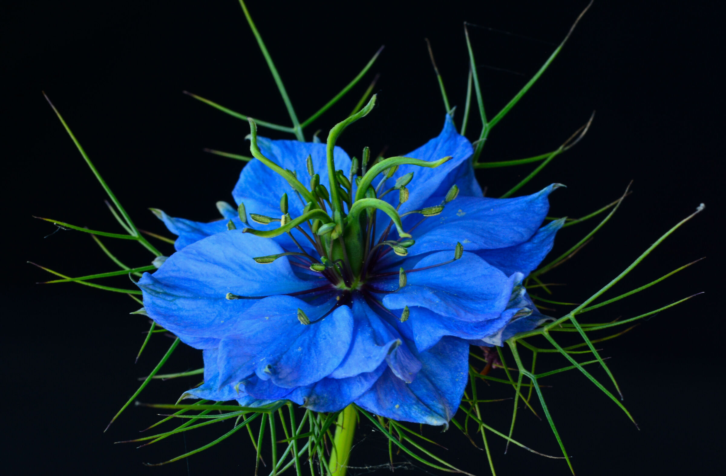 Blu dal giardino