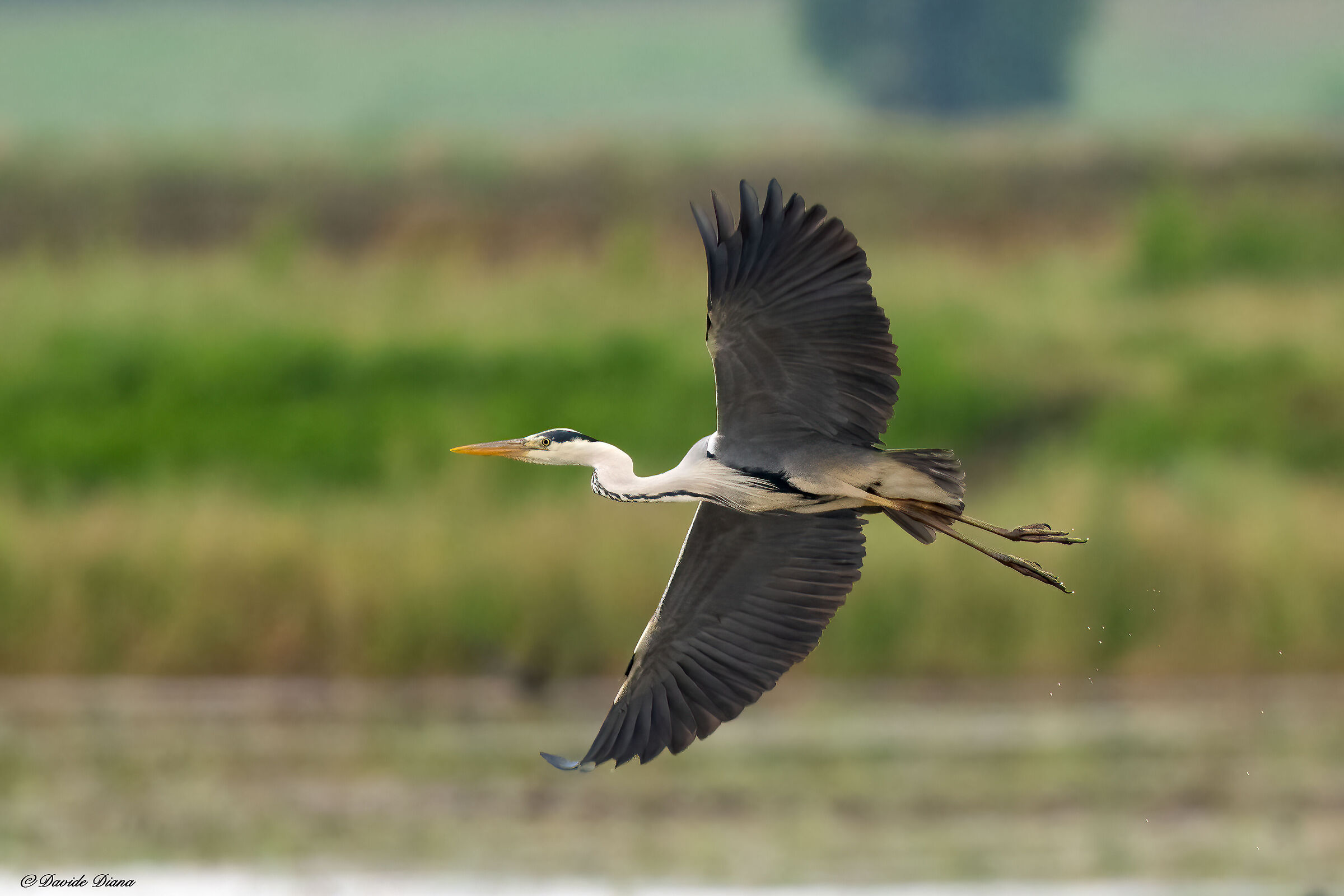 Grey heron
