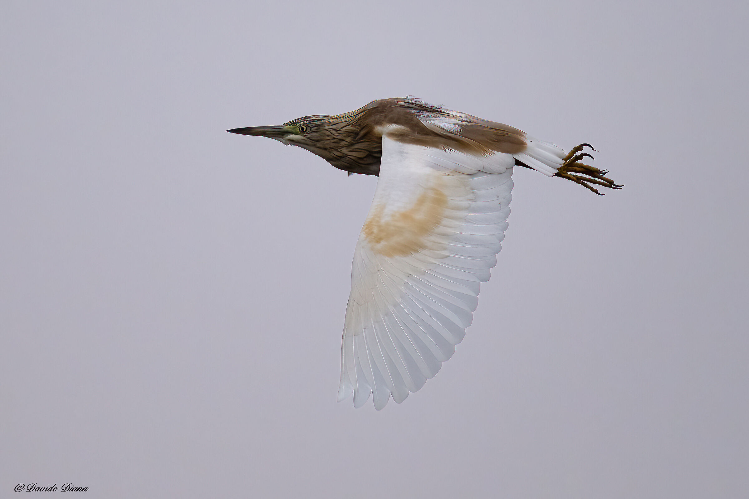 Squacco heron