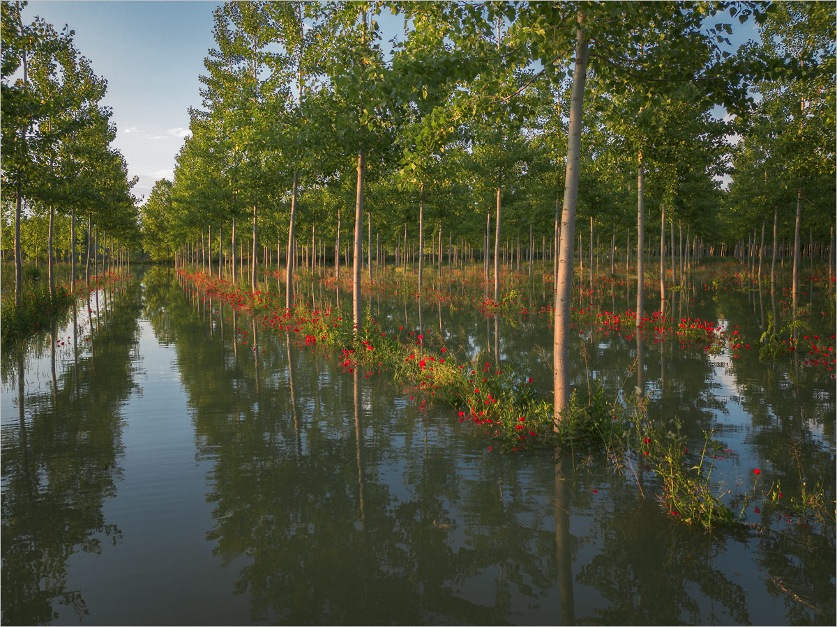 Floating Poppies