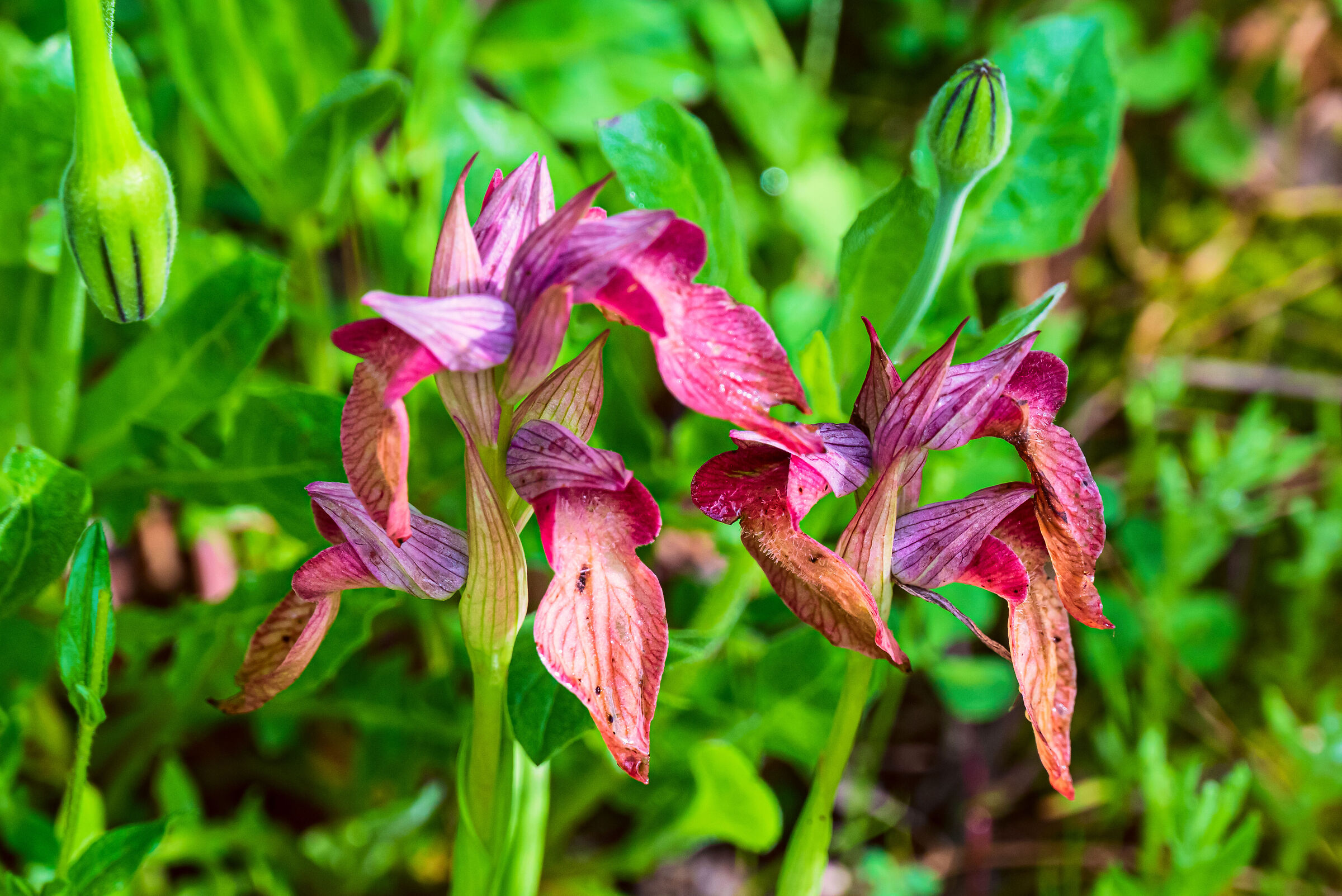 Serapias Neglecta Apuane