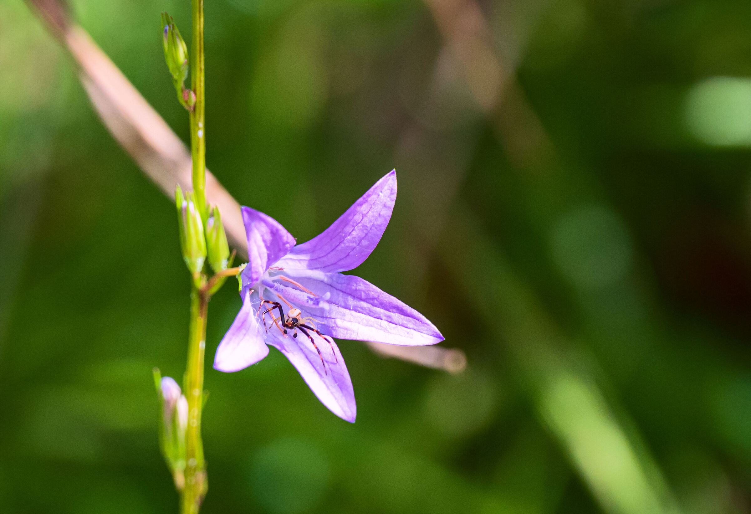 Ragno su campanula