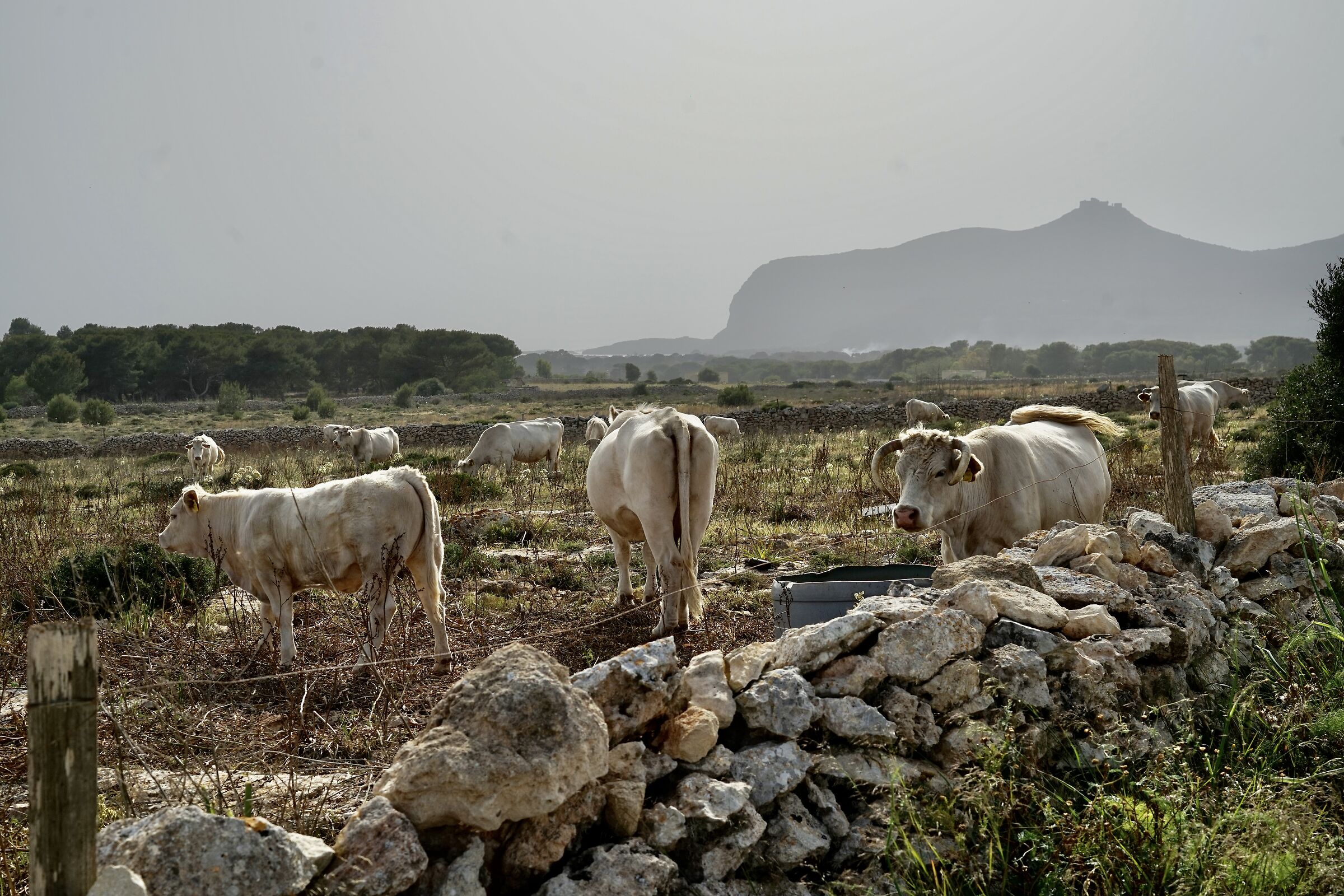 Grazing cows in Favignana