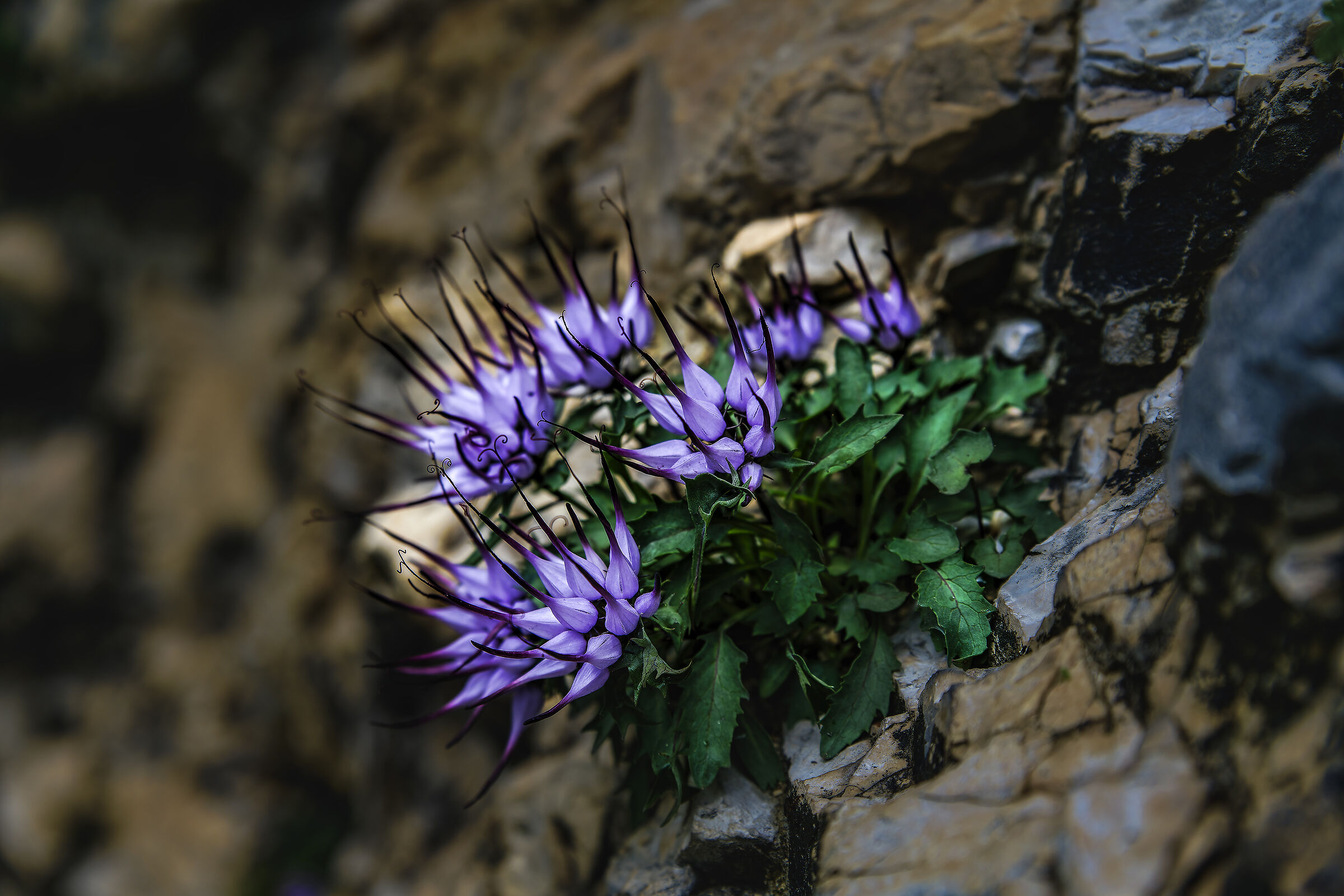 Raponzolo di roccia , Physoplexis comosa