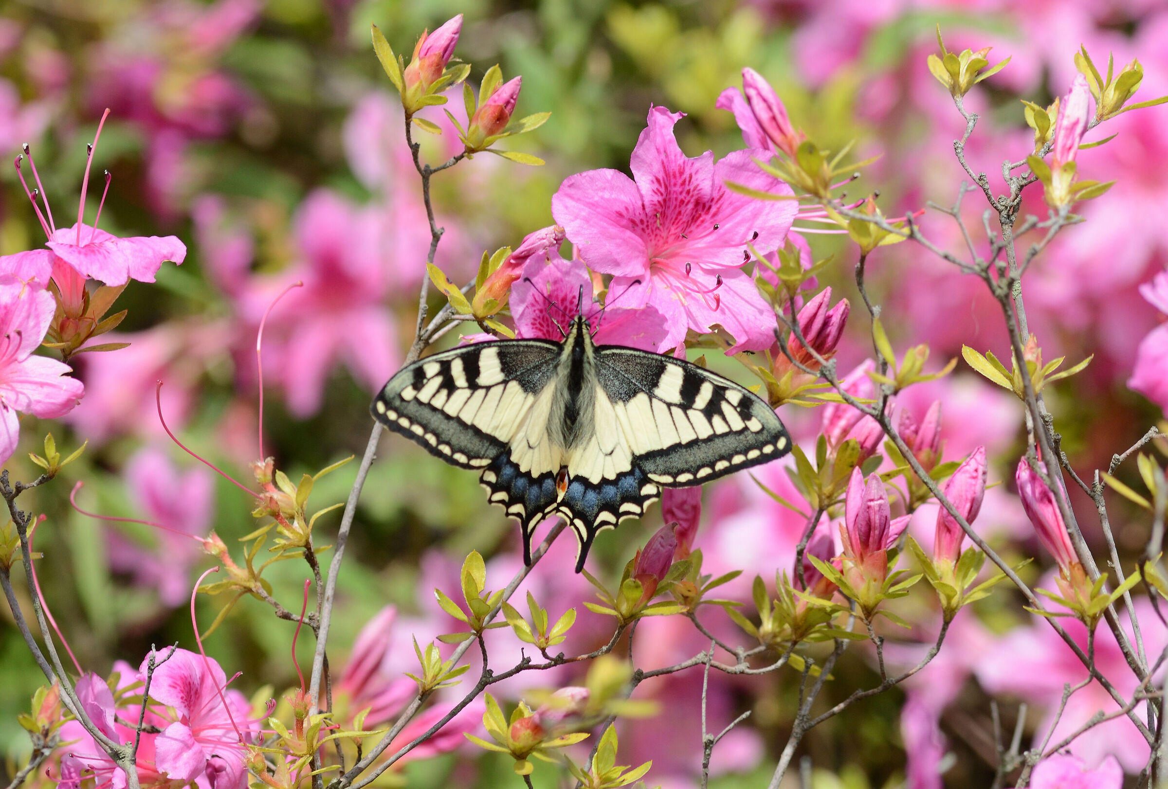 Swallowtail