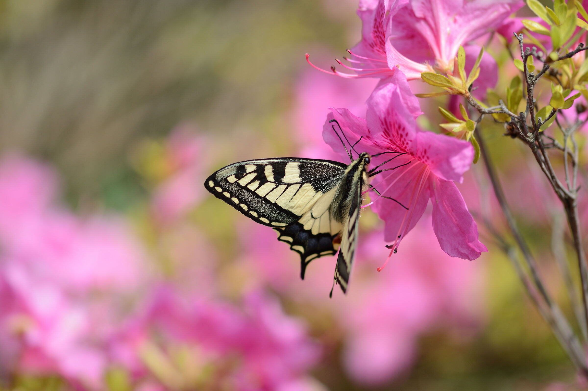 Swallowtail