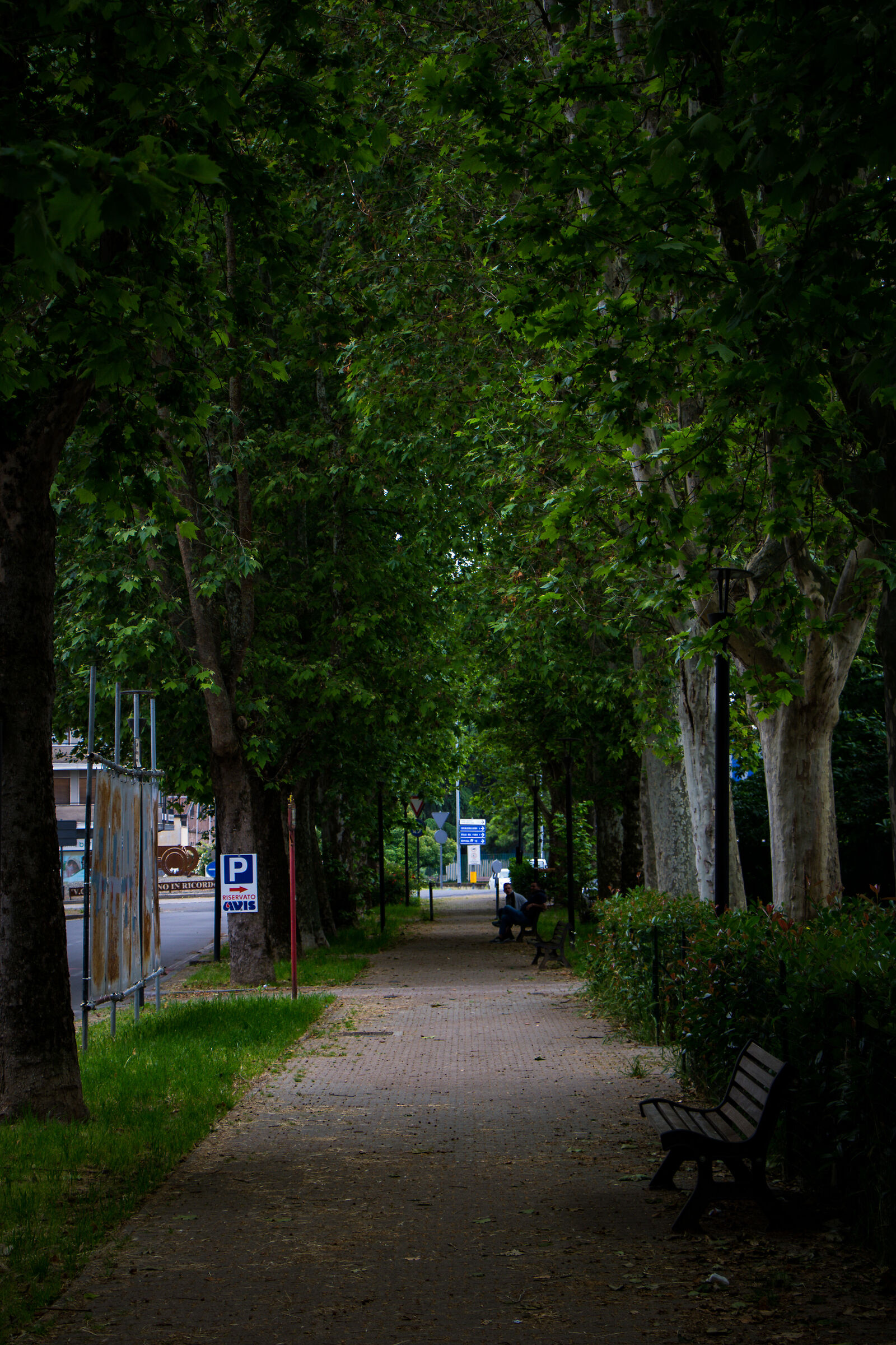 Tree-lined avenue