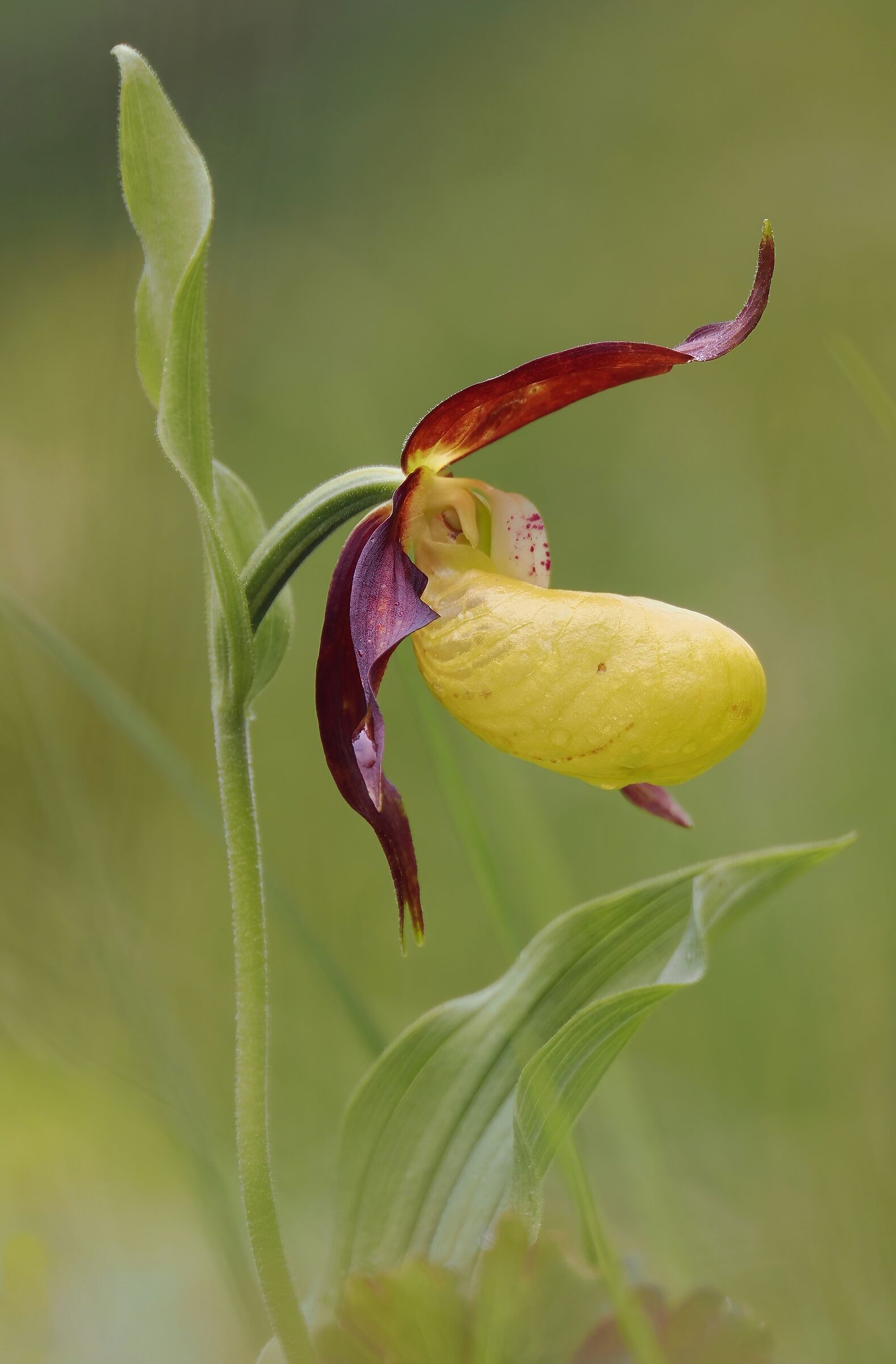 Her Majesty The Queen