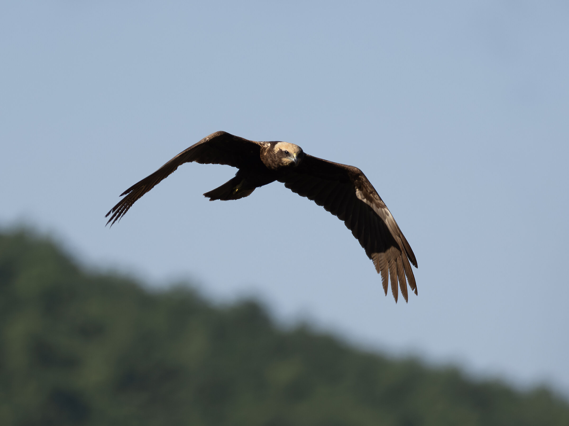 Marsh Harrier