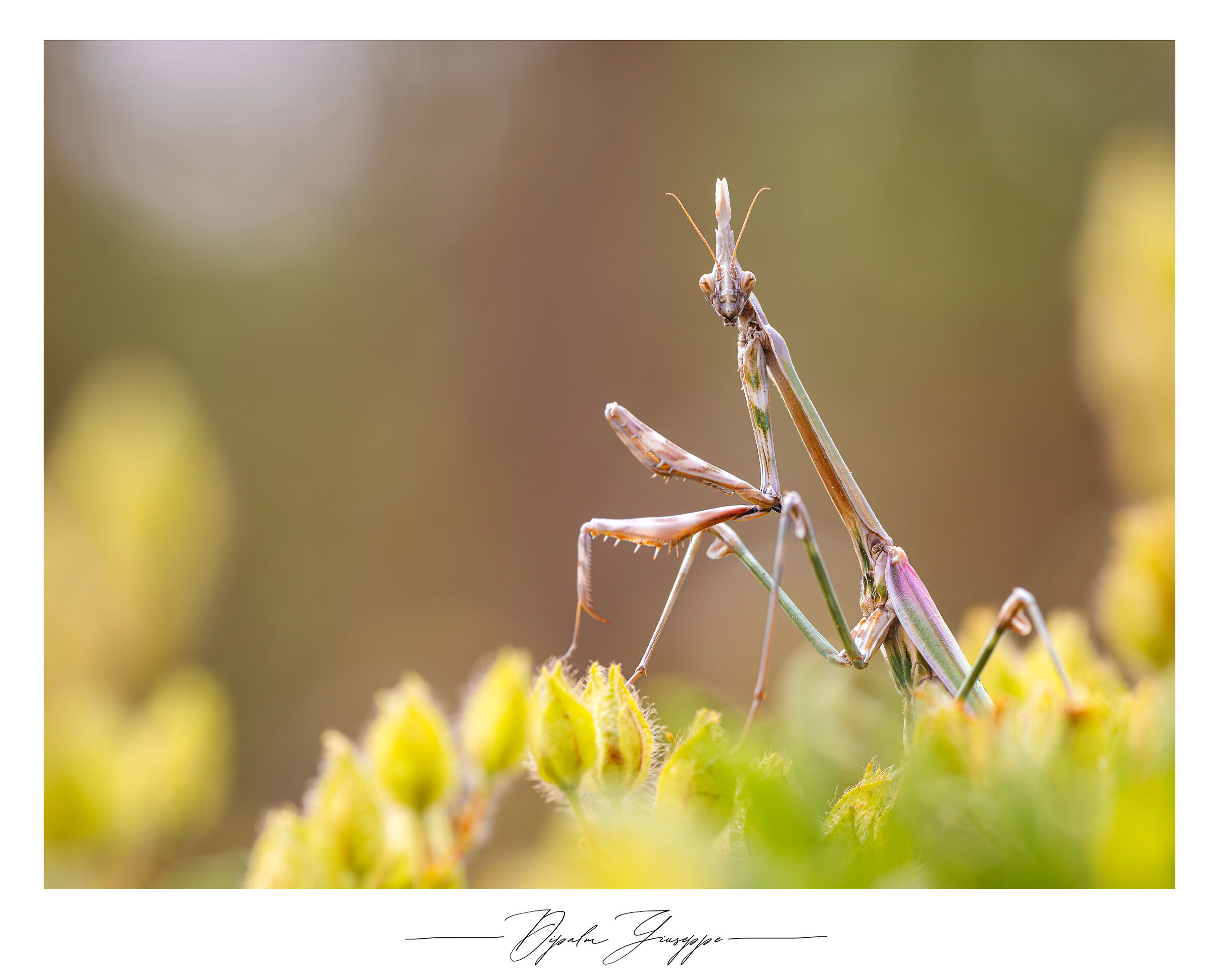 Empusa pennata