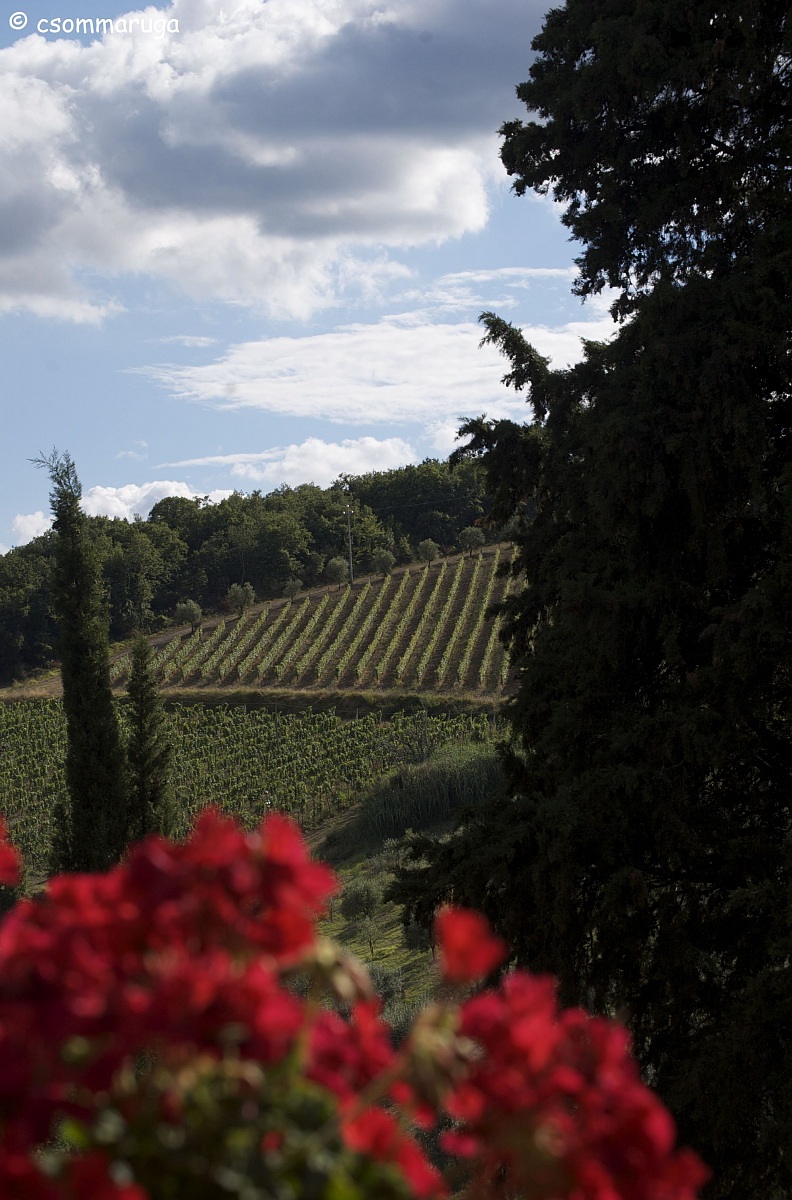 Az. agricola Panzanello