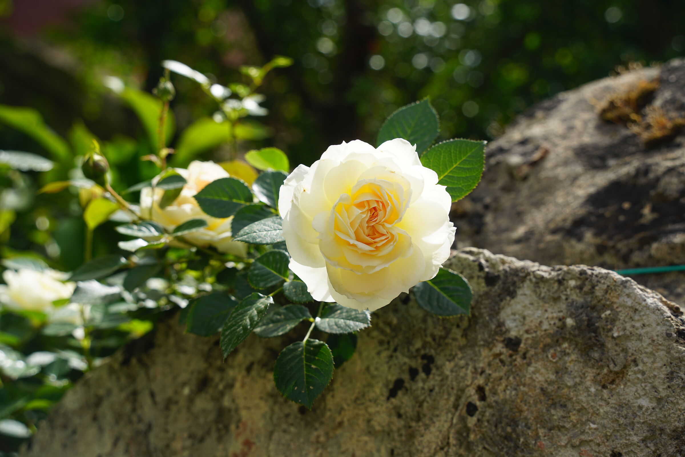 fiore