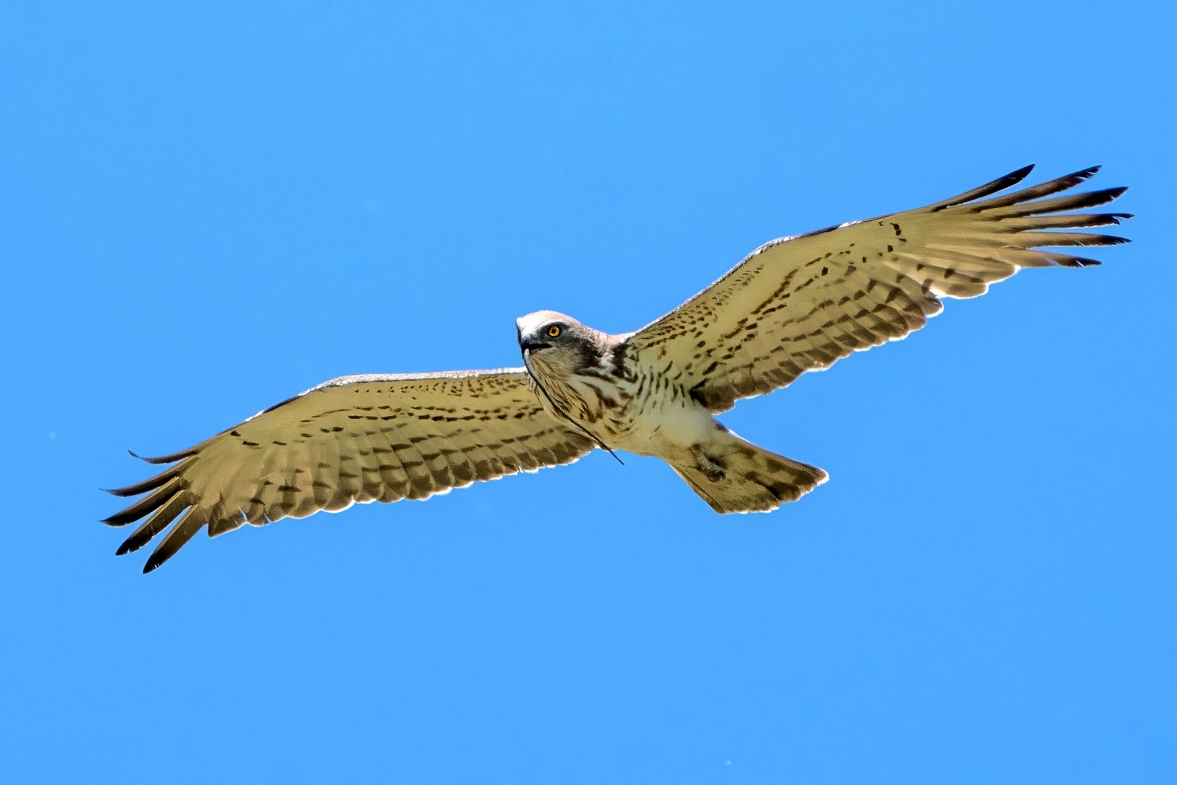 Short-toed eagle or snake eagle with prey