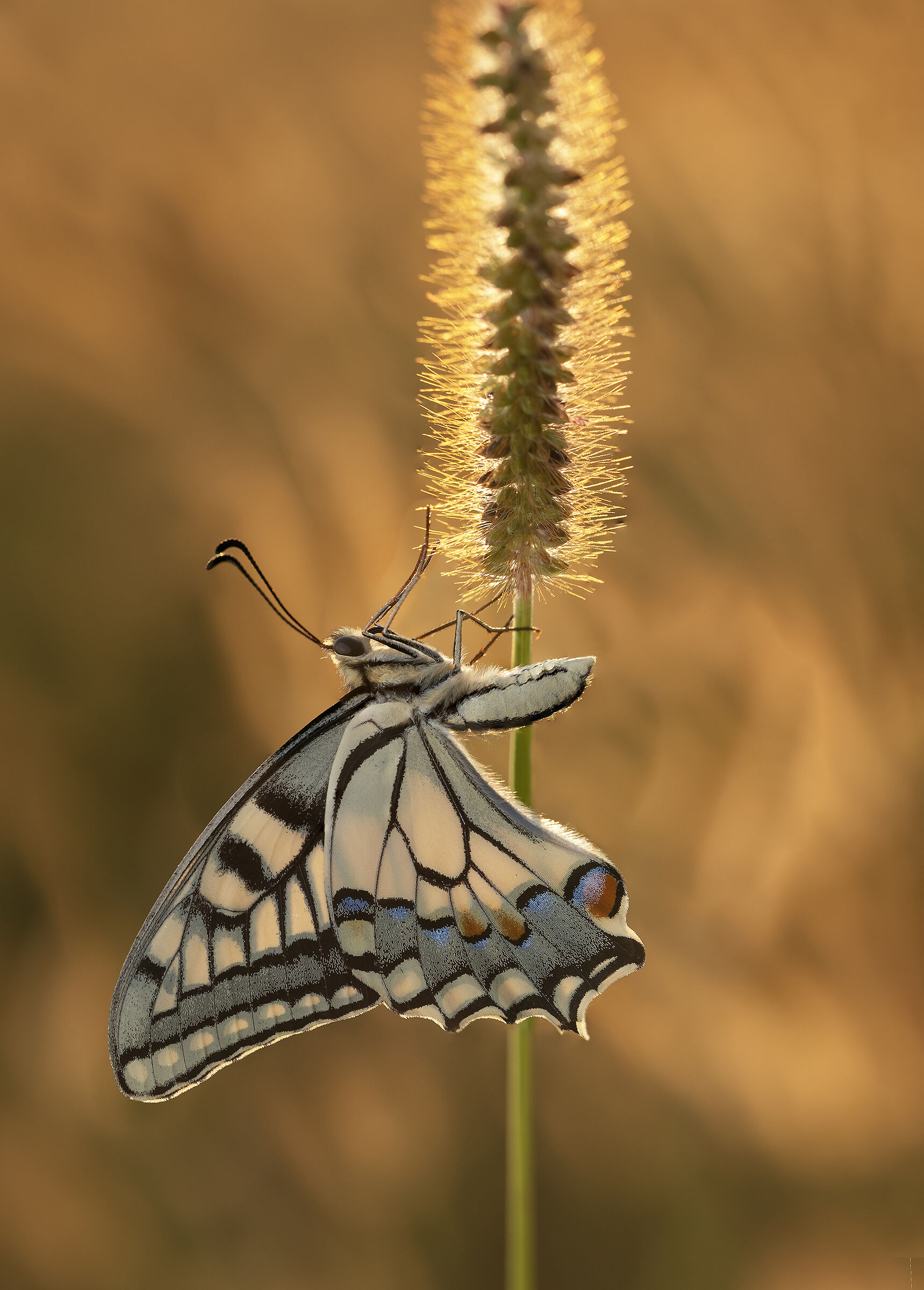 Swallowtail