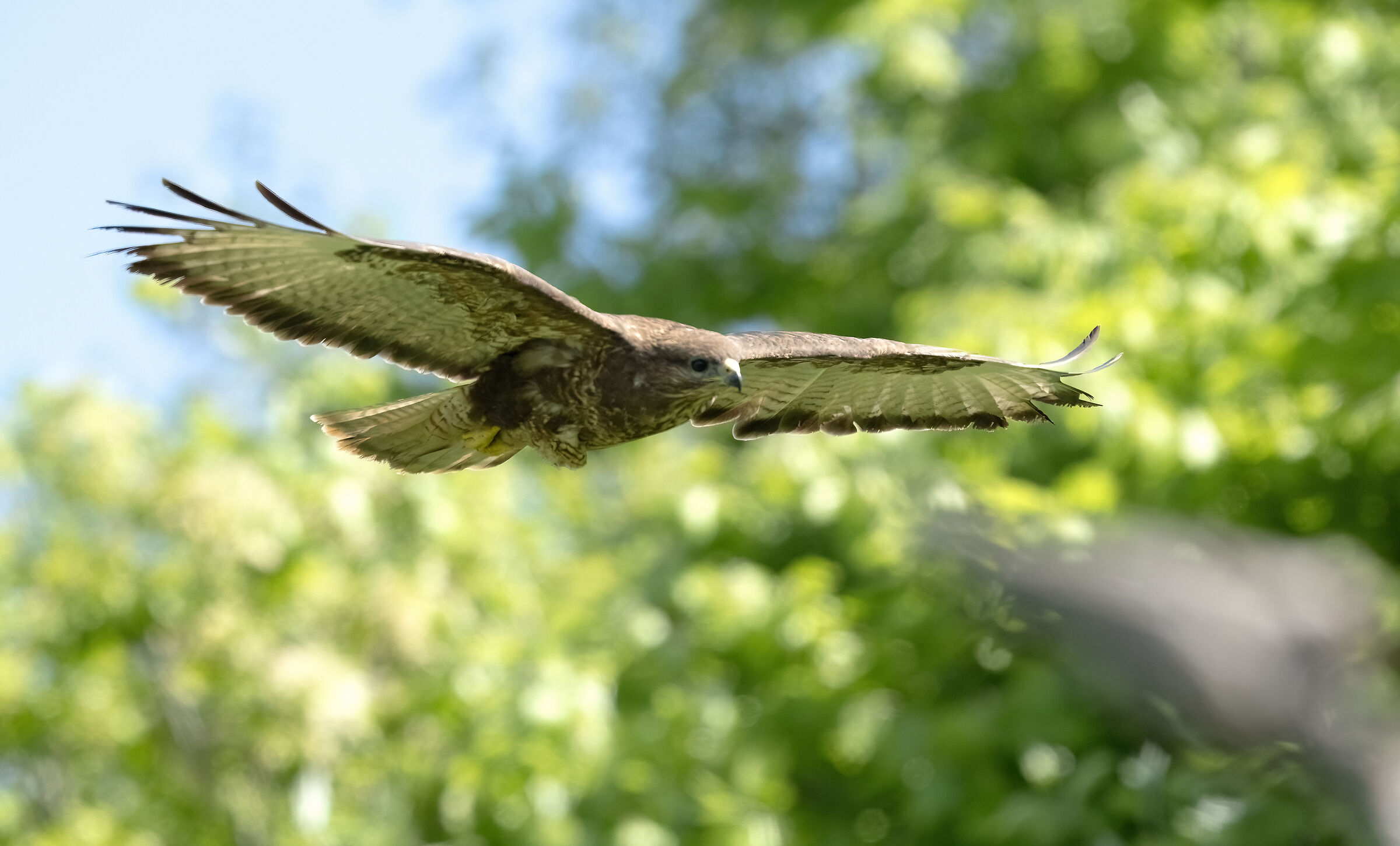 Buzzard