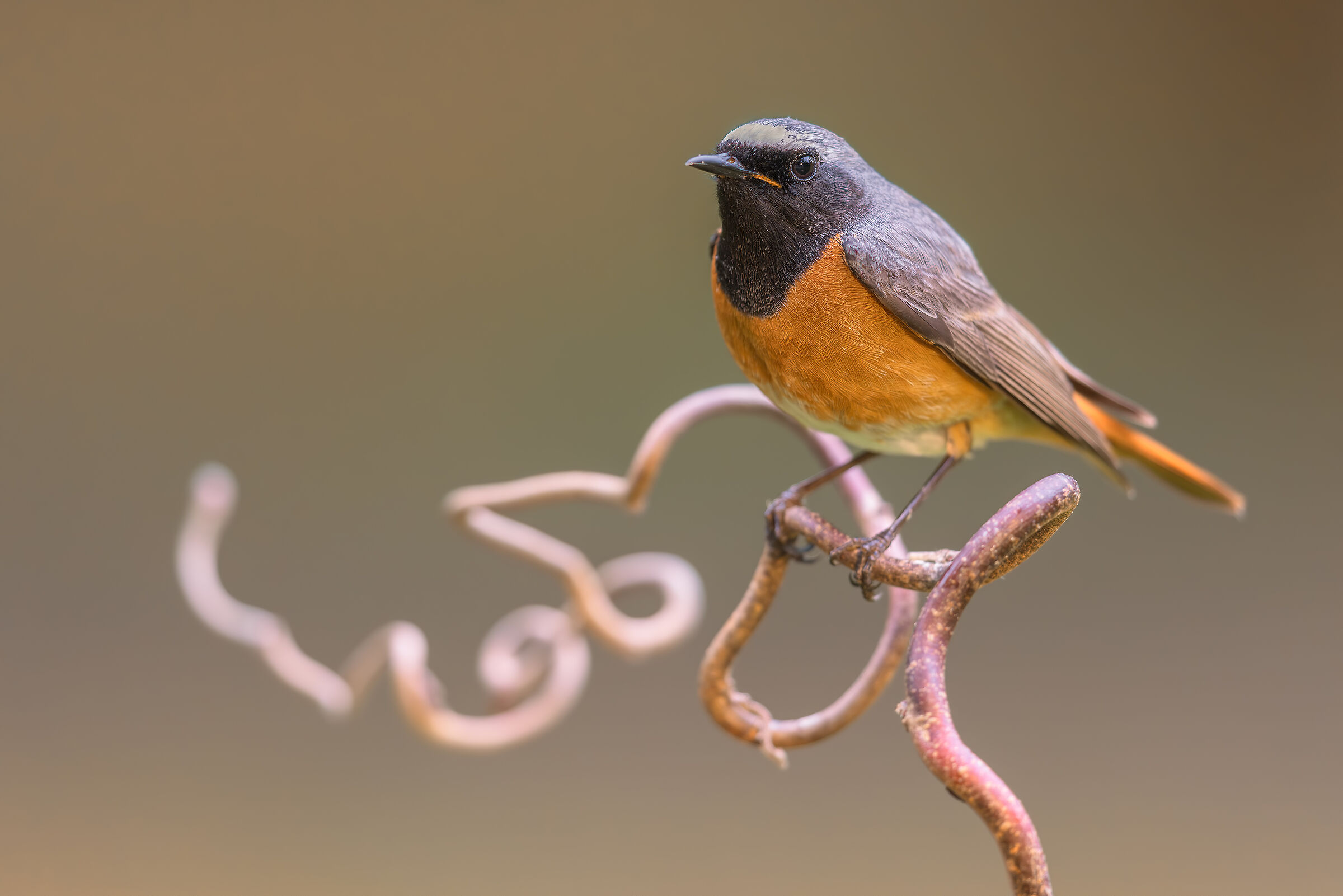 redstart