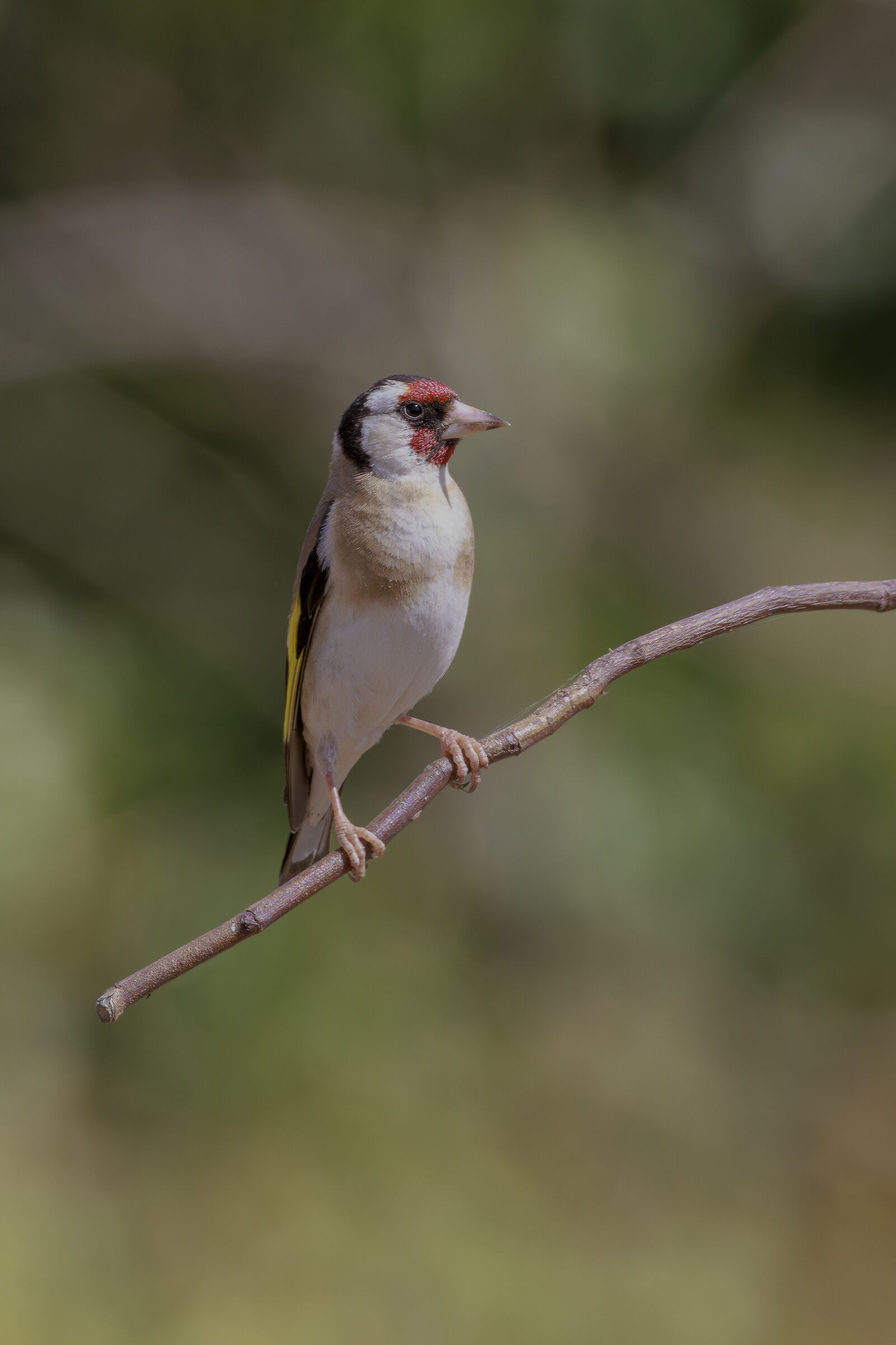 Cardellino (F)