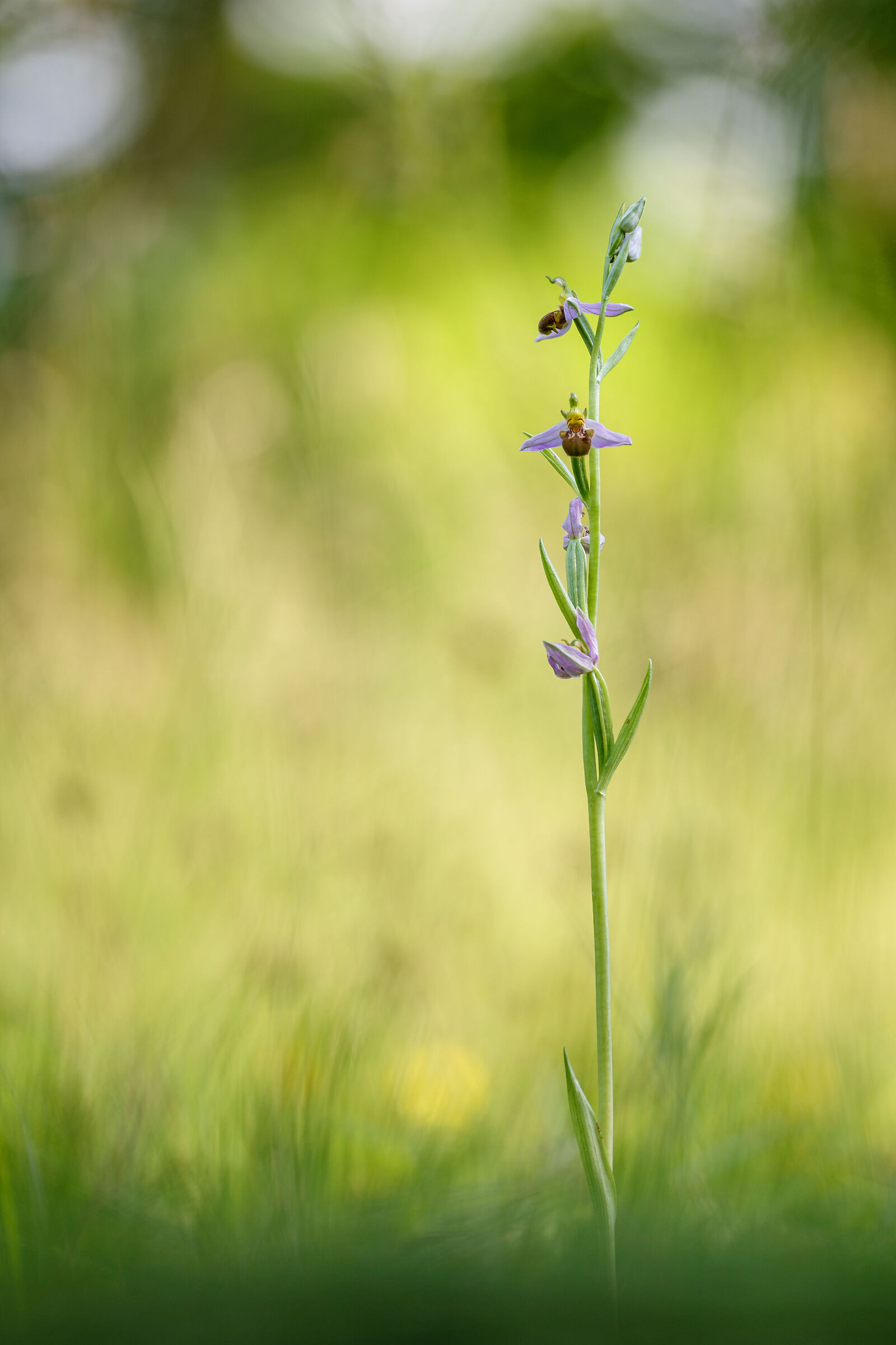 Ophrys Apifera