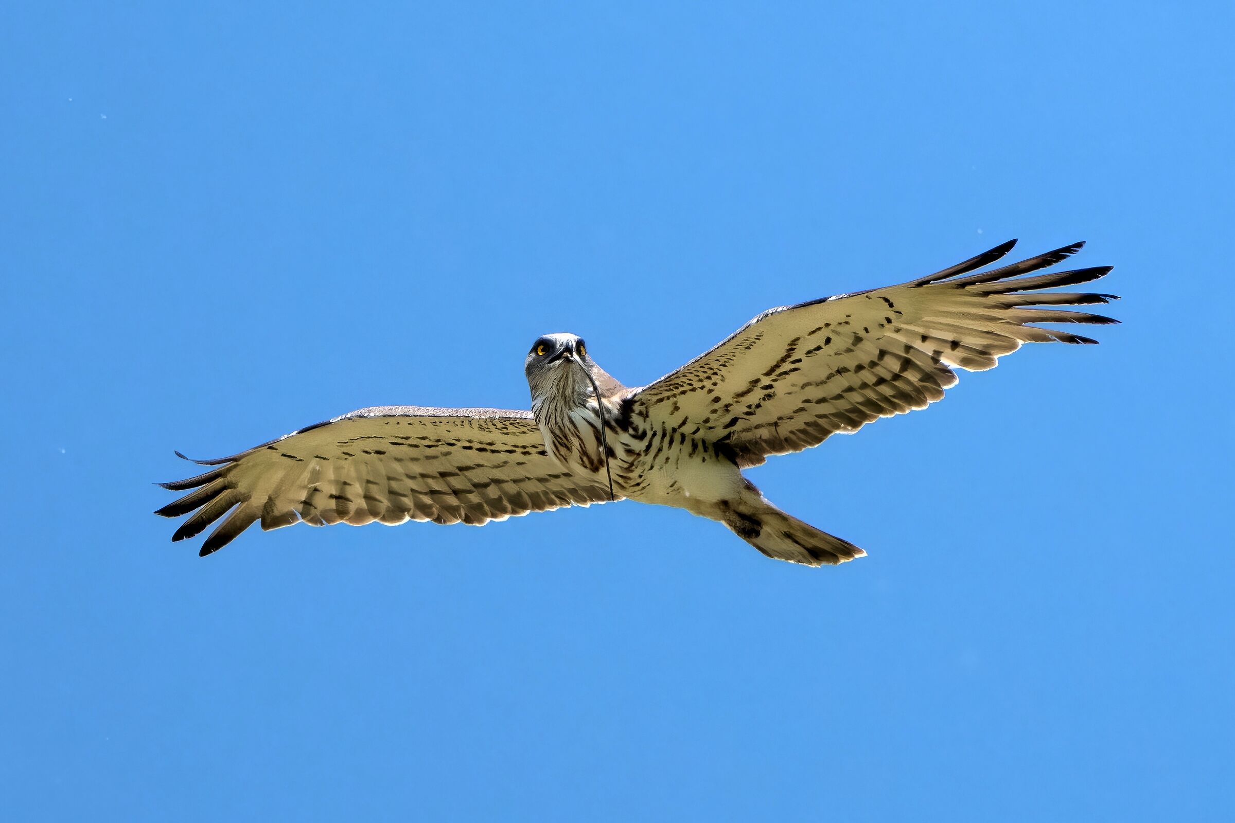 Biancone o Aquila dei serpenti (Circaetus gallicus)