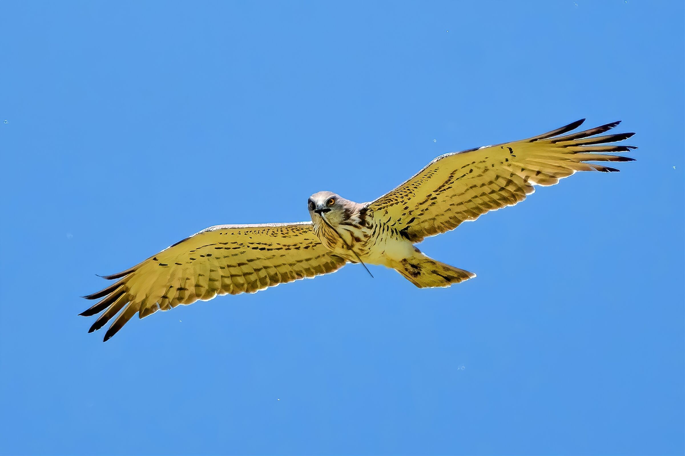 Short-toed eagle or Snake eagle (Circaetus gallicus)