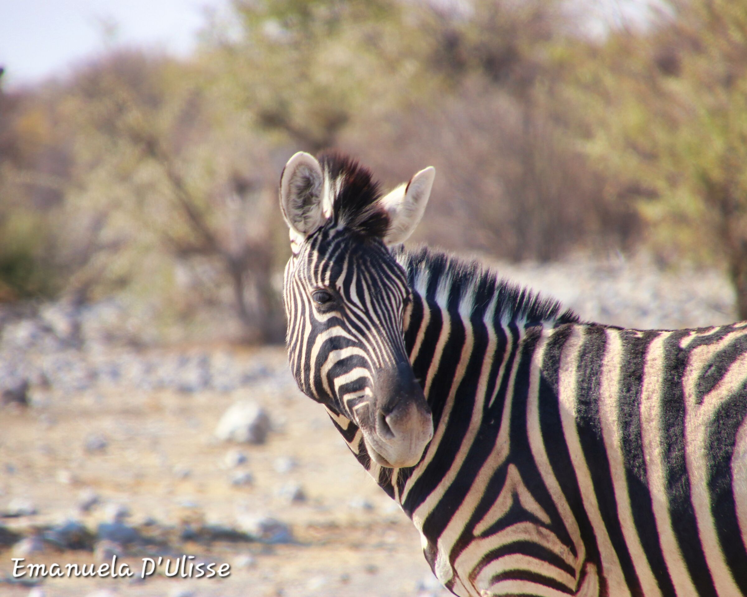 Etosha National Park_Namibia