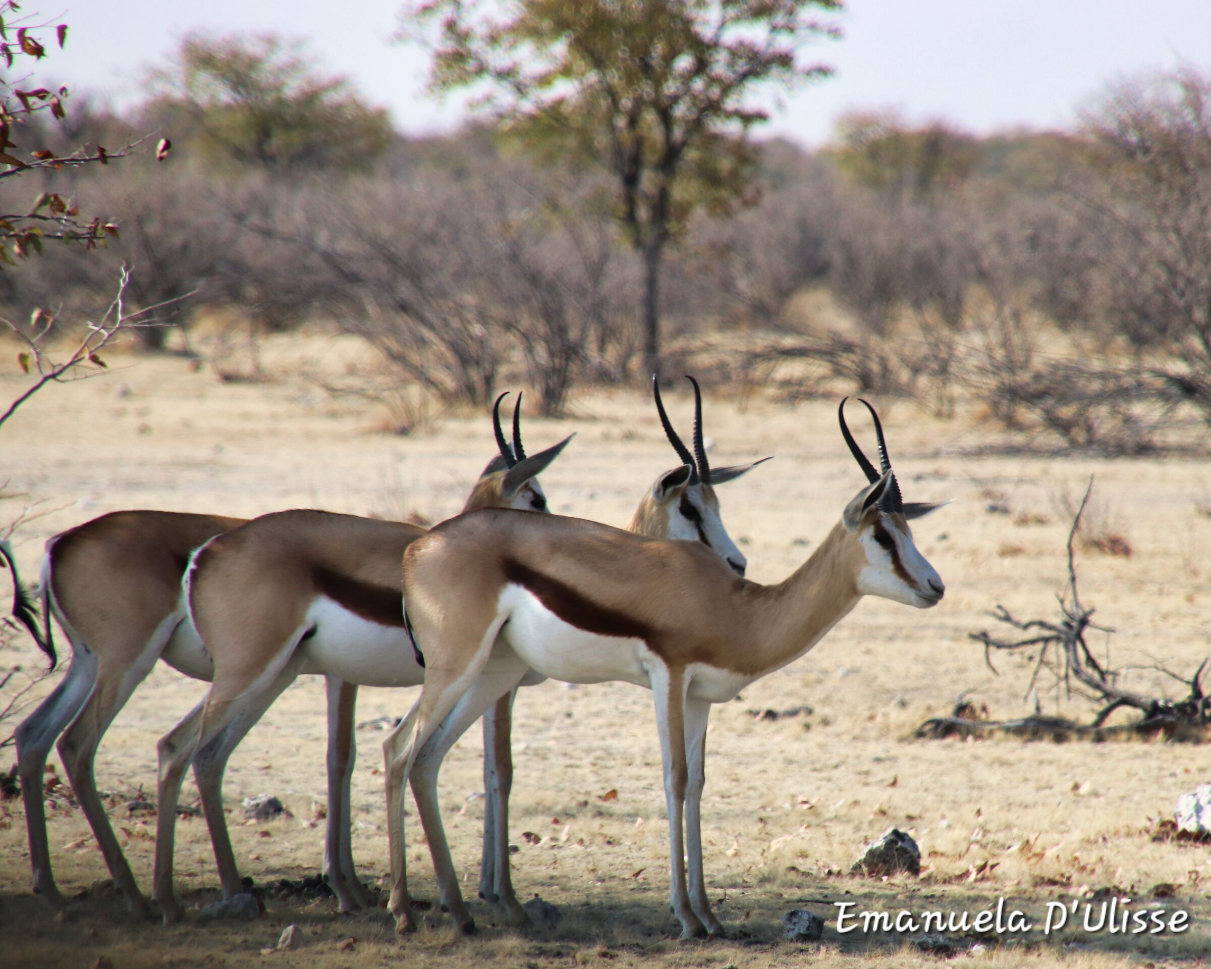 Etosha National Park_Namibia