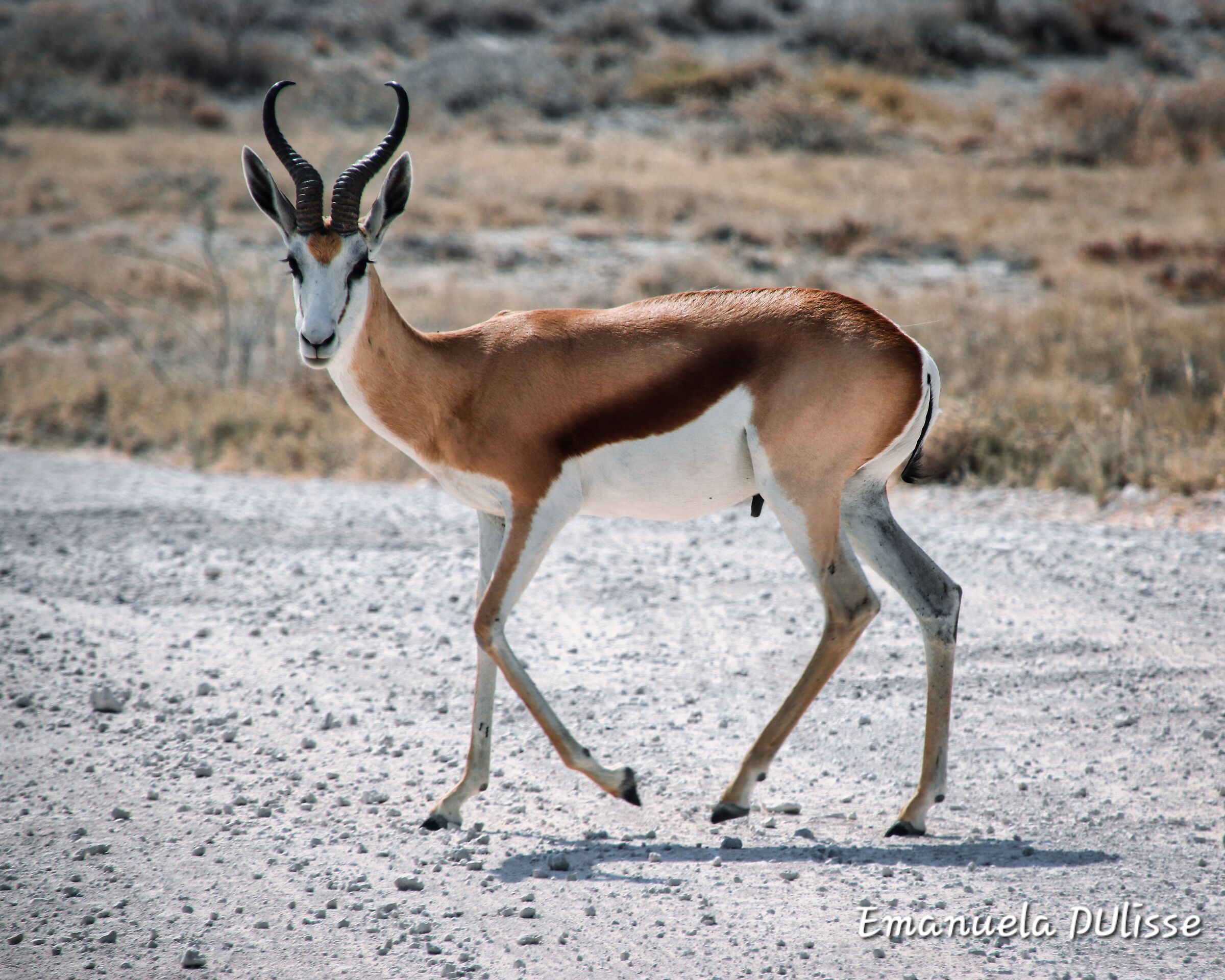 Etosha National Park_Namibia
