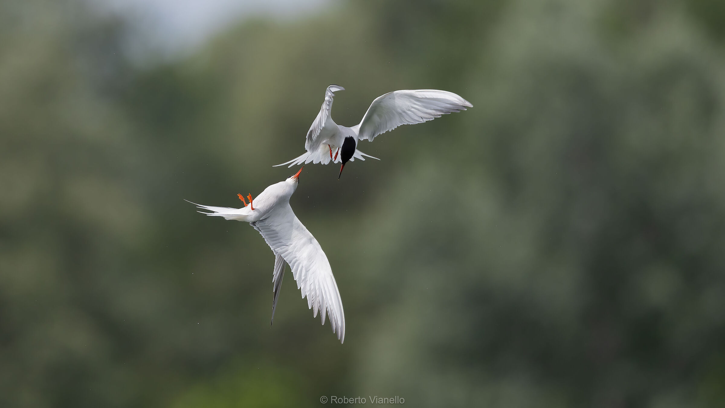 Sterne (Sterna hirundo)