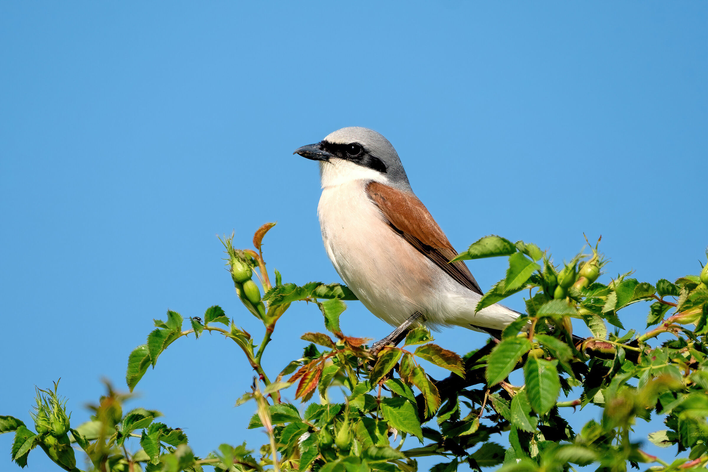 Averla piccola (Lanius collurio)