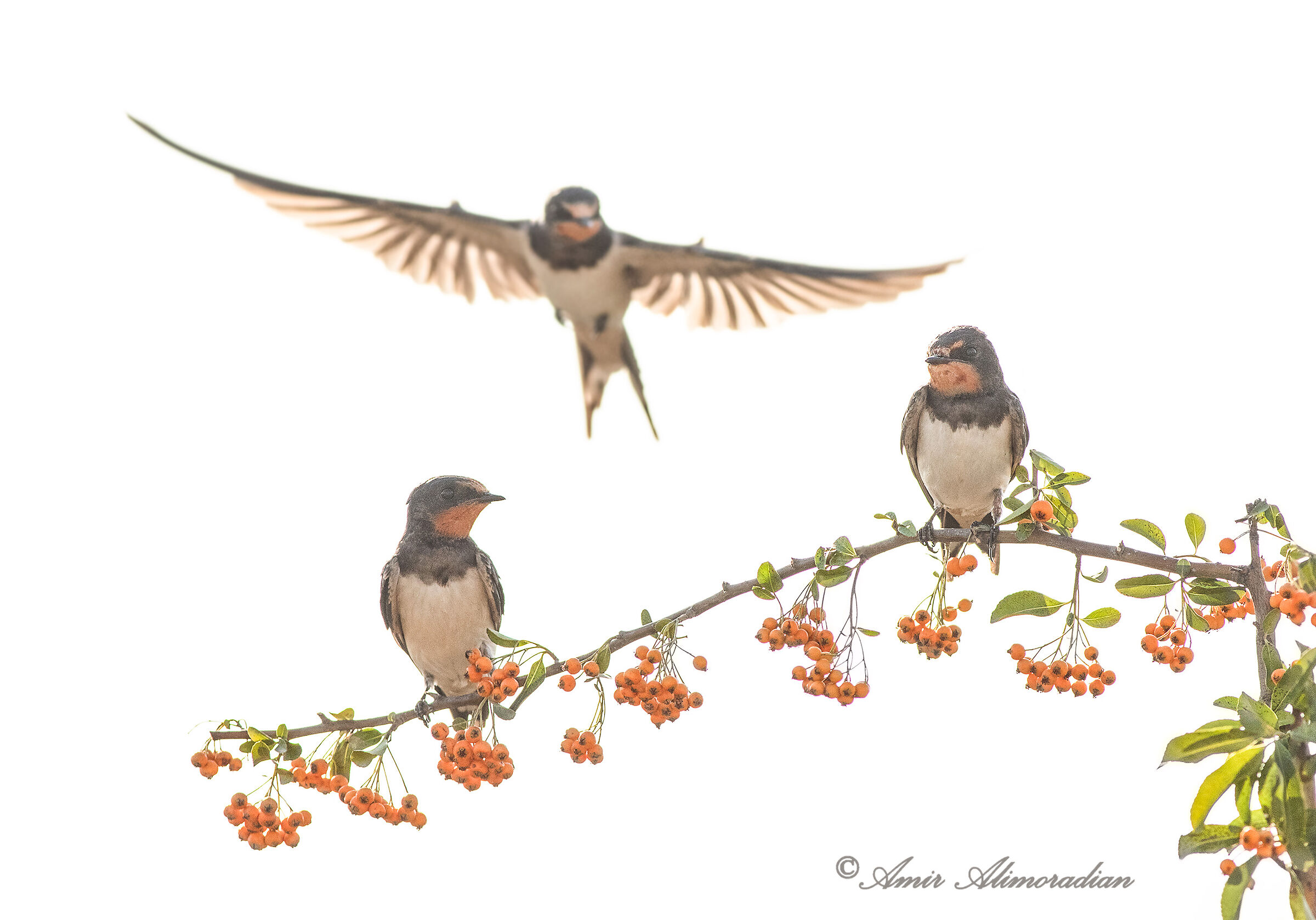 Barn swallows (Highkey)
