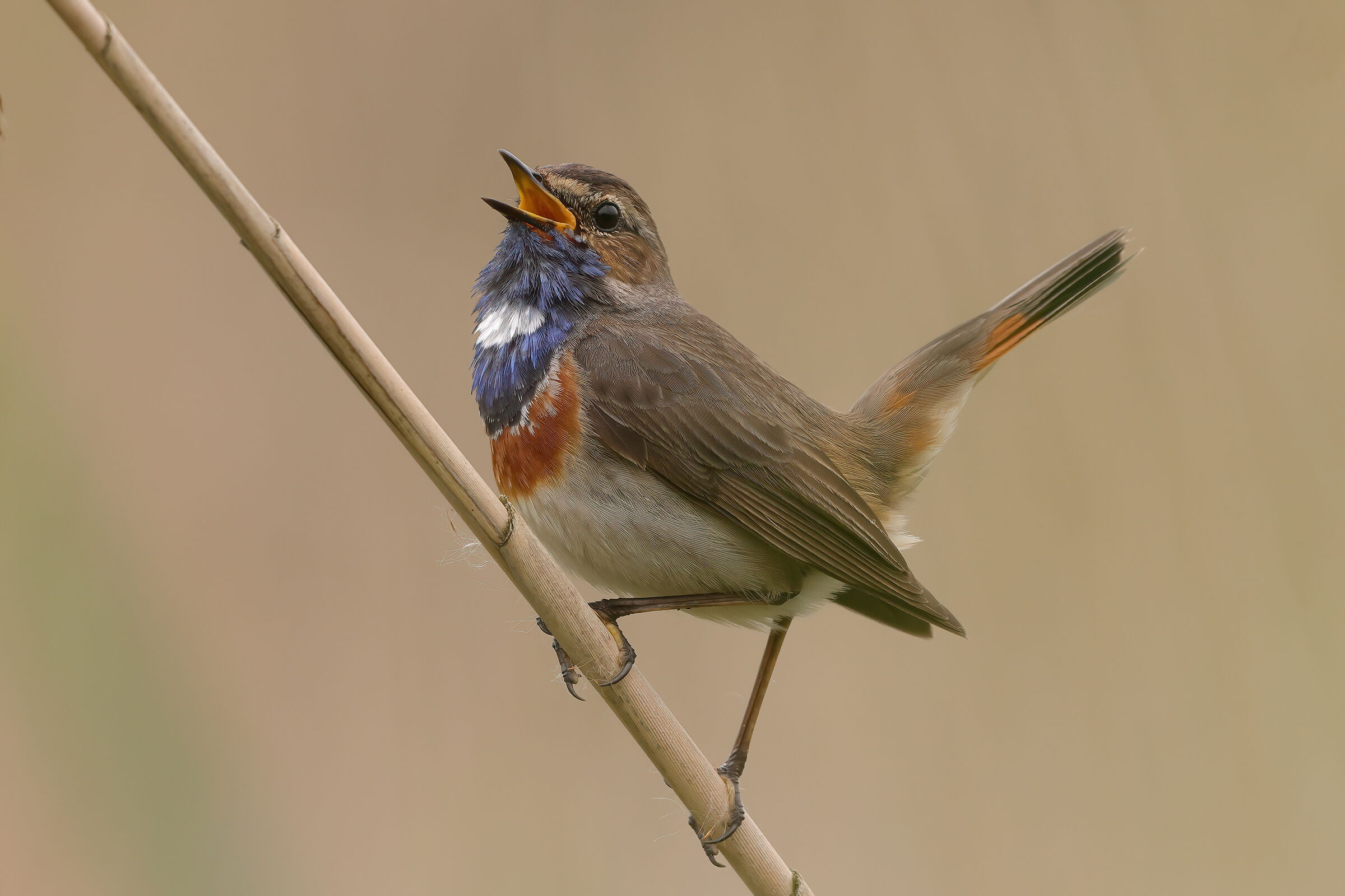 Pettazzurro in amore