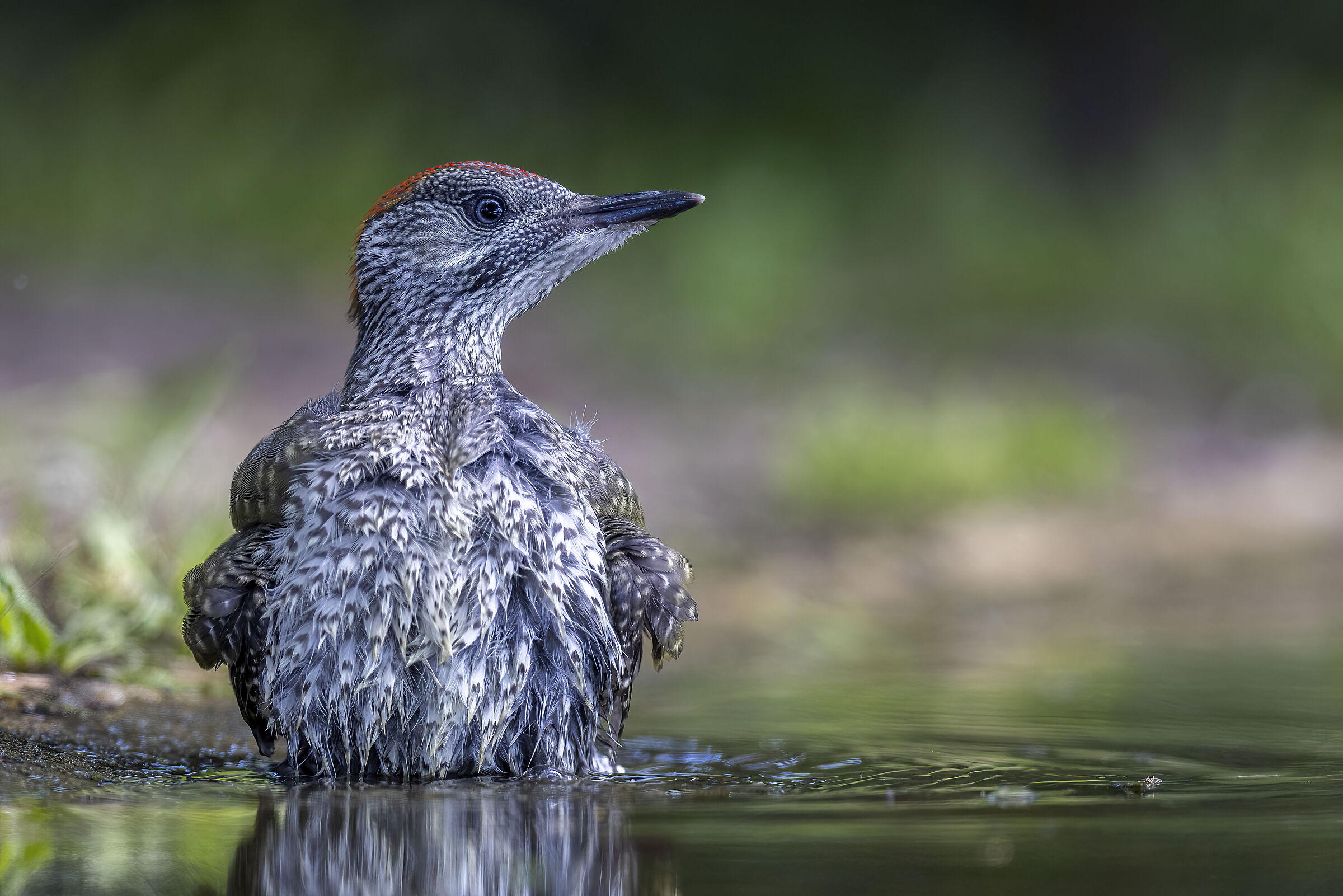 Capanno Massumatico maggio 2024