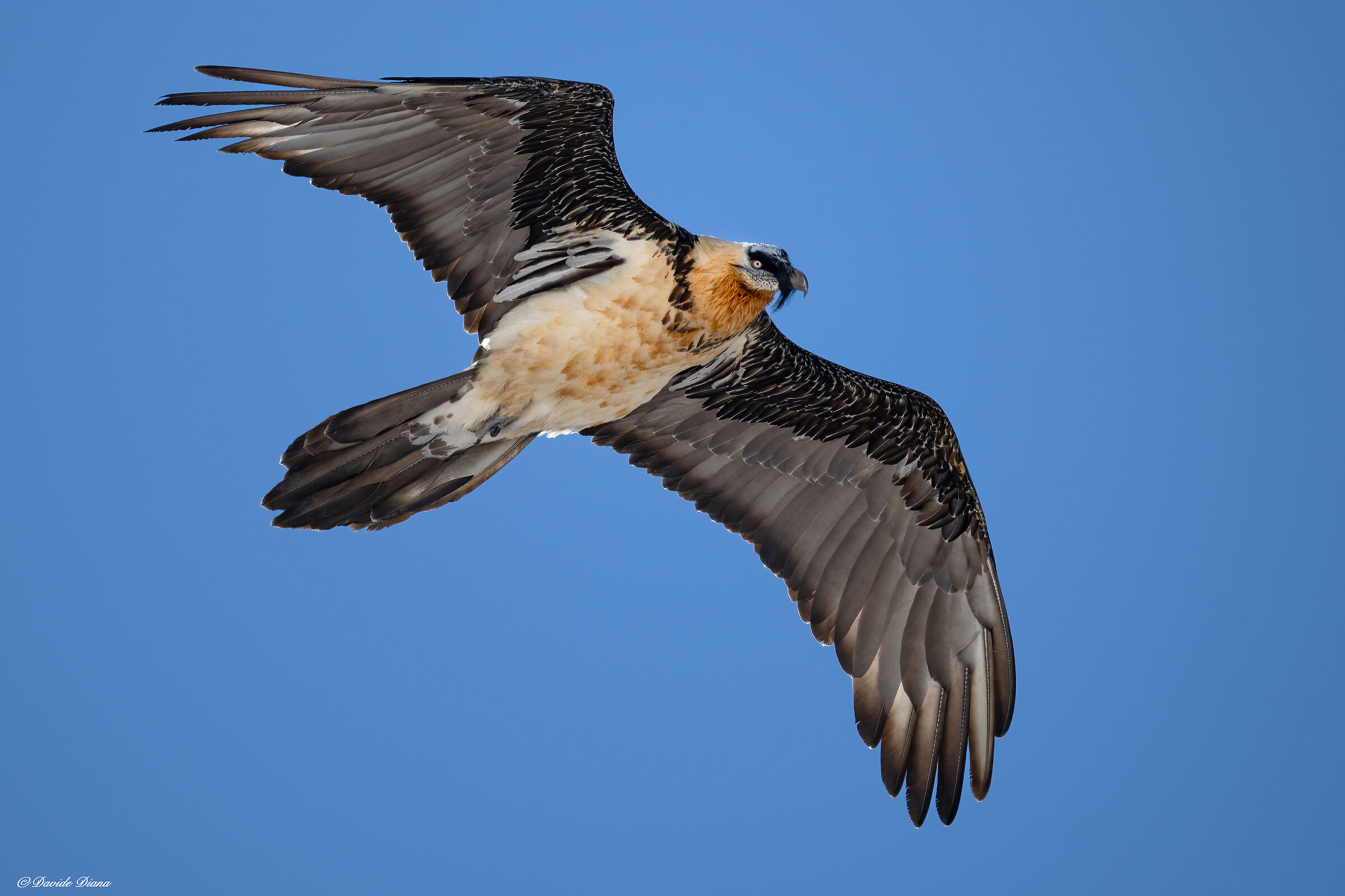 Gypaetus barbatus - Gran Paradiso National Park