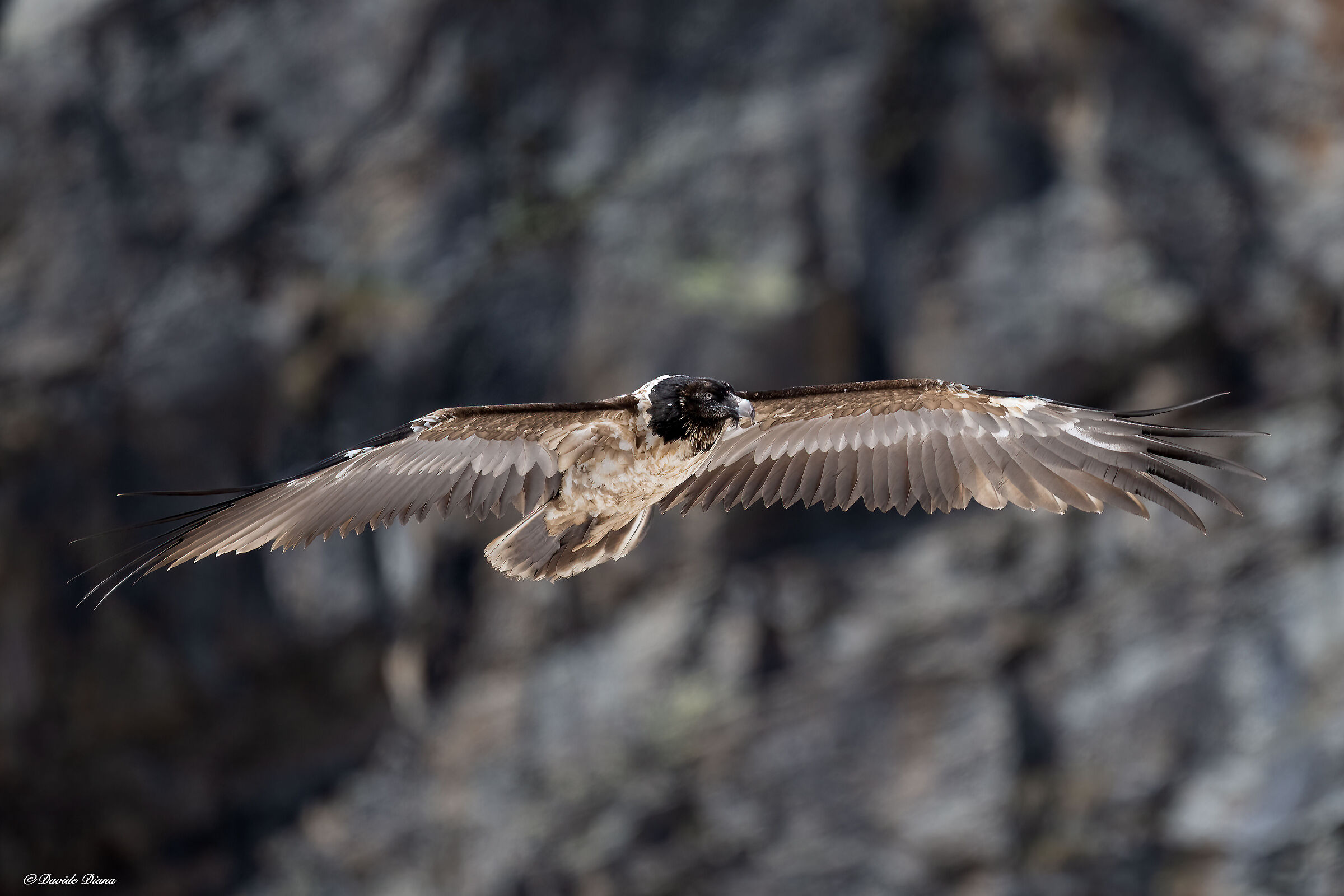 Gypaetus barbatus - Gran Paradiso National Park