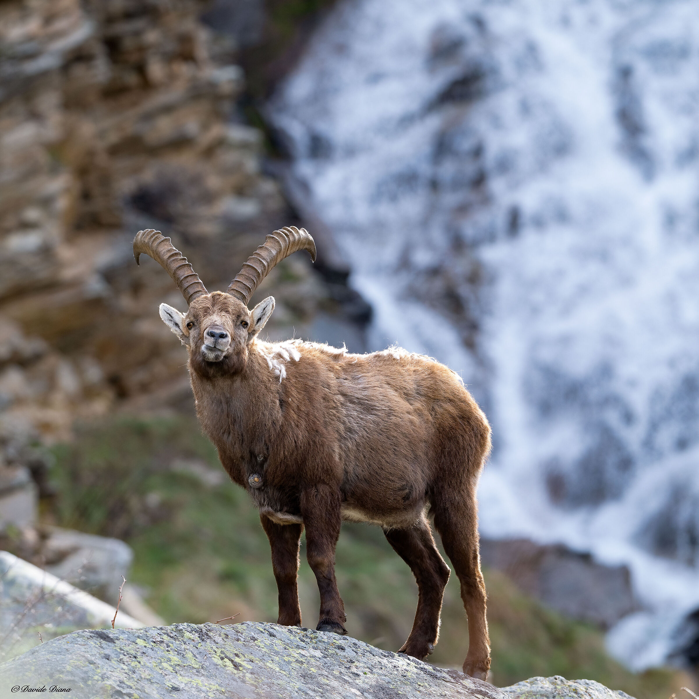 Ibex - Gran Paradiso National Park