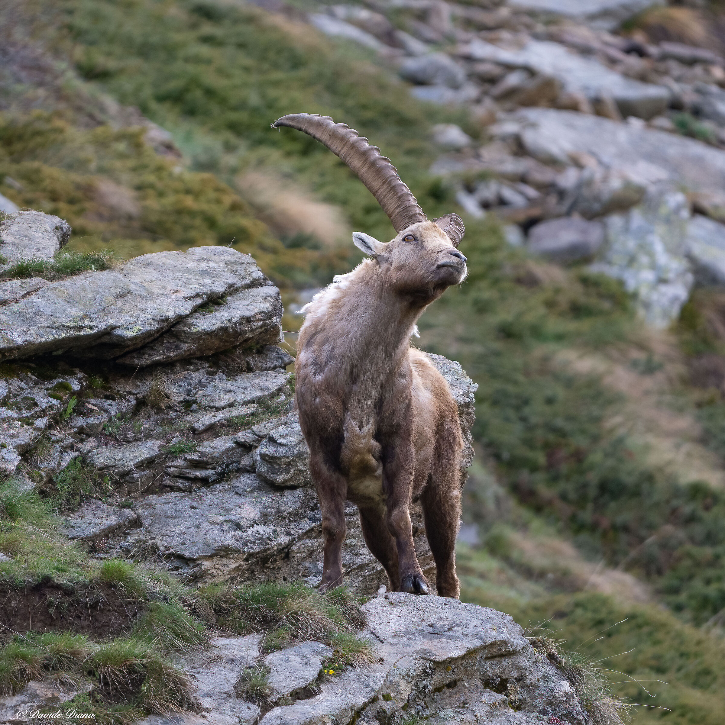 Ibex - Gran Paradiso National Park