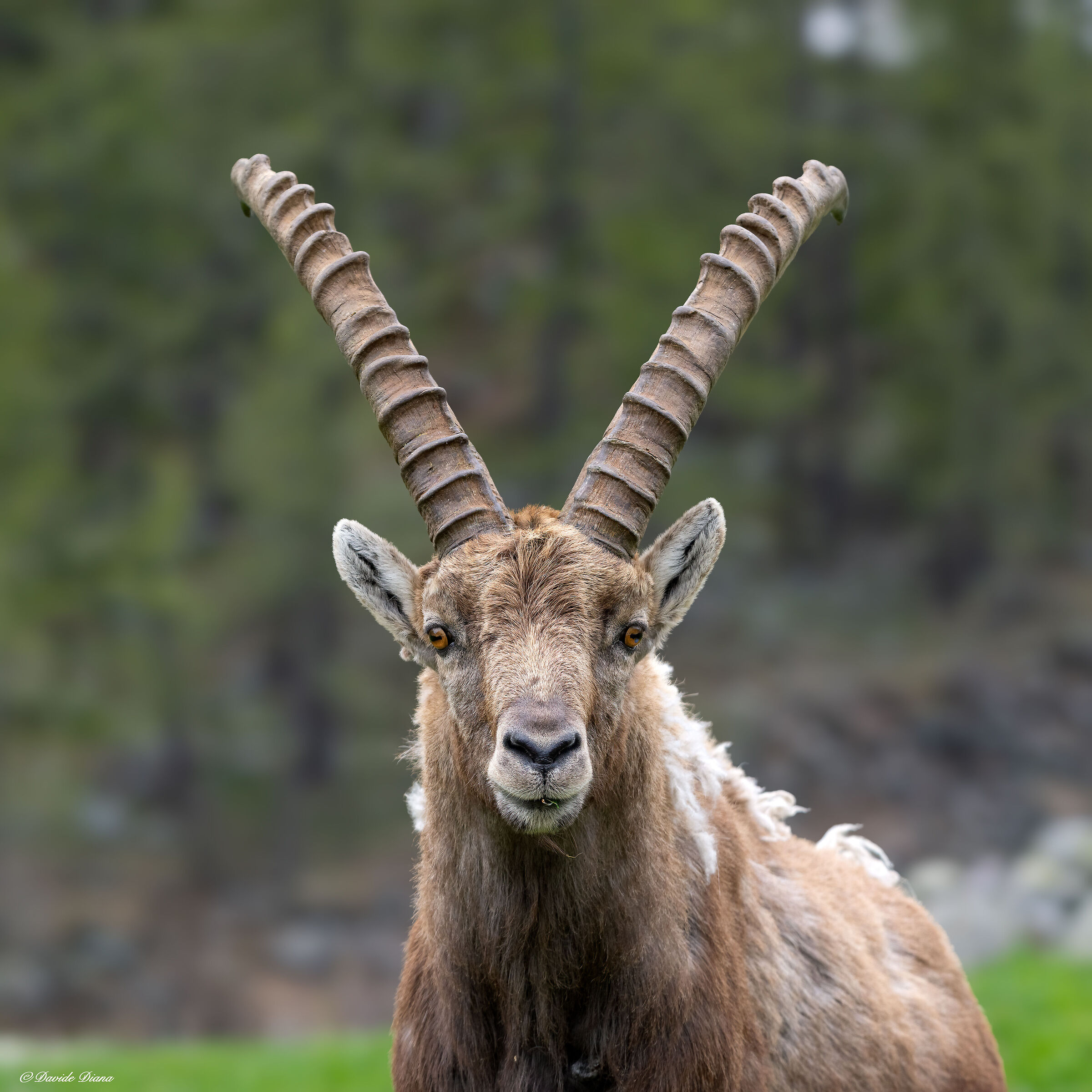 Ibex - Gran Paradiso National Park