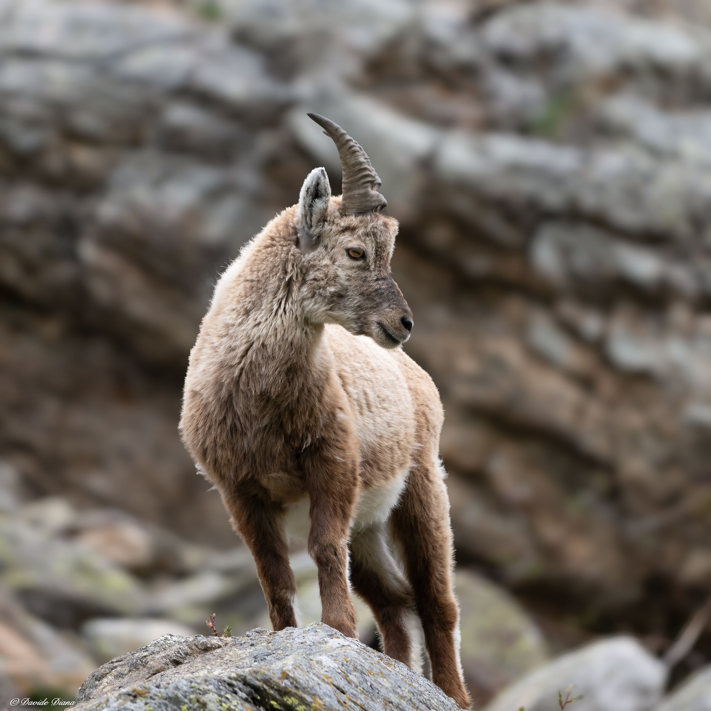 Ibex - Gran Paradiso National Park