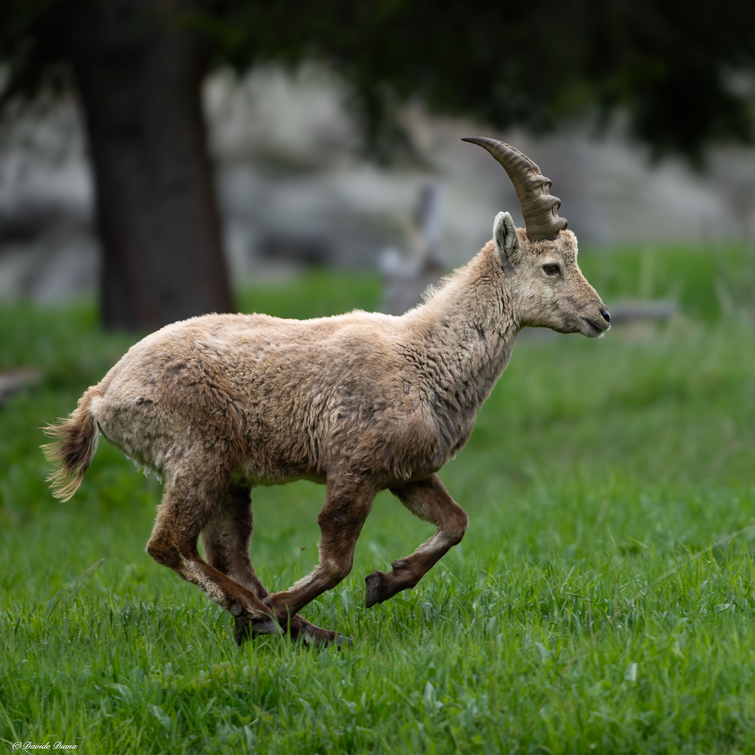 Ibex - Gran Paradiso National Park