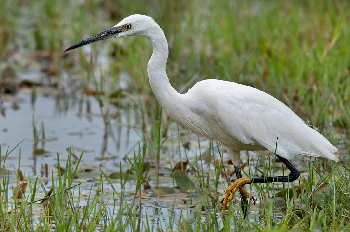 Egret stalking