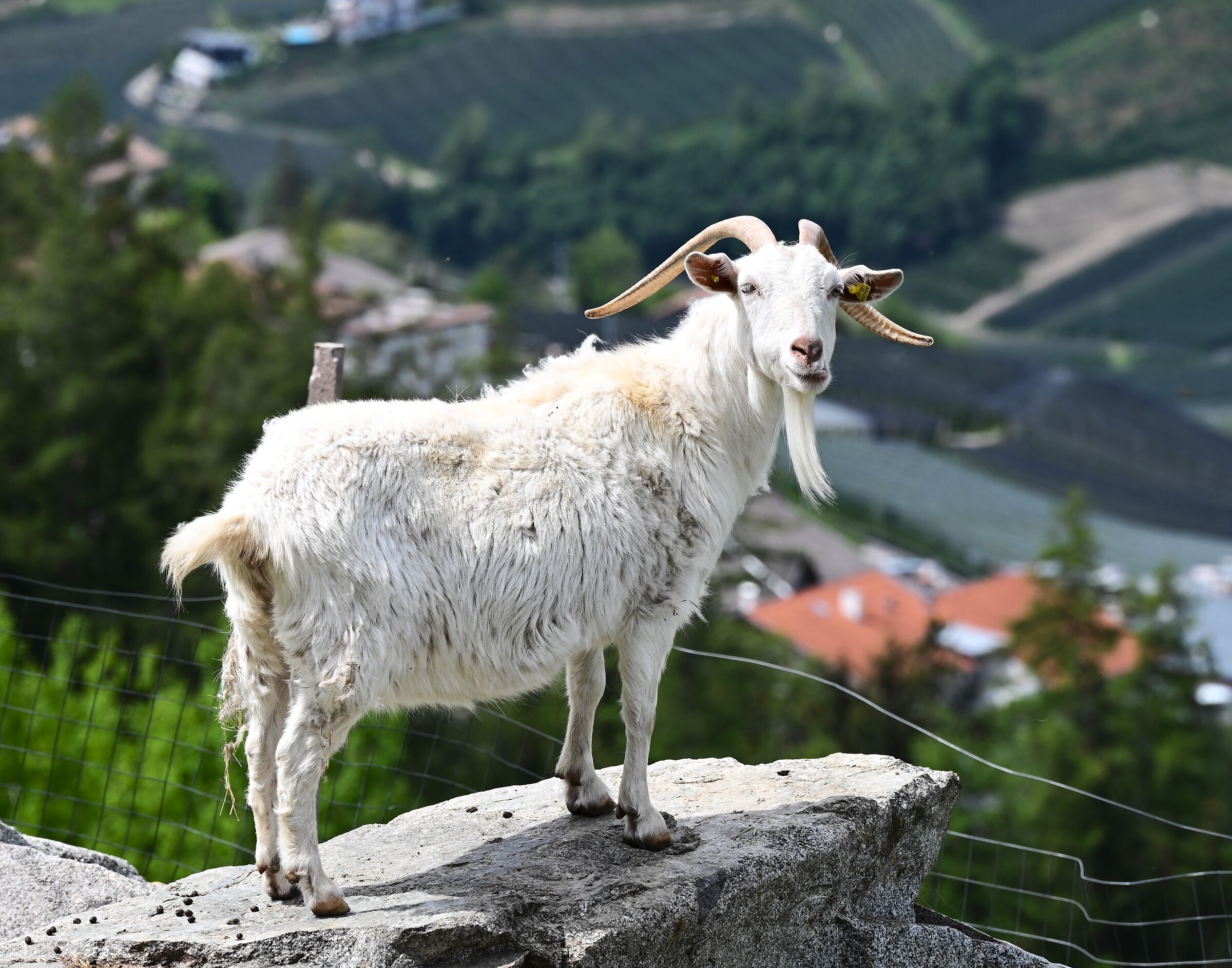 Kapra ... Kapra ... Kapra ............