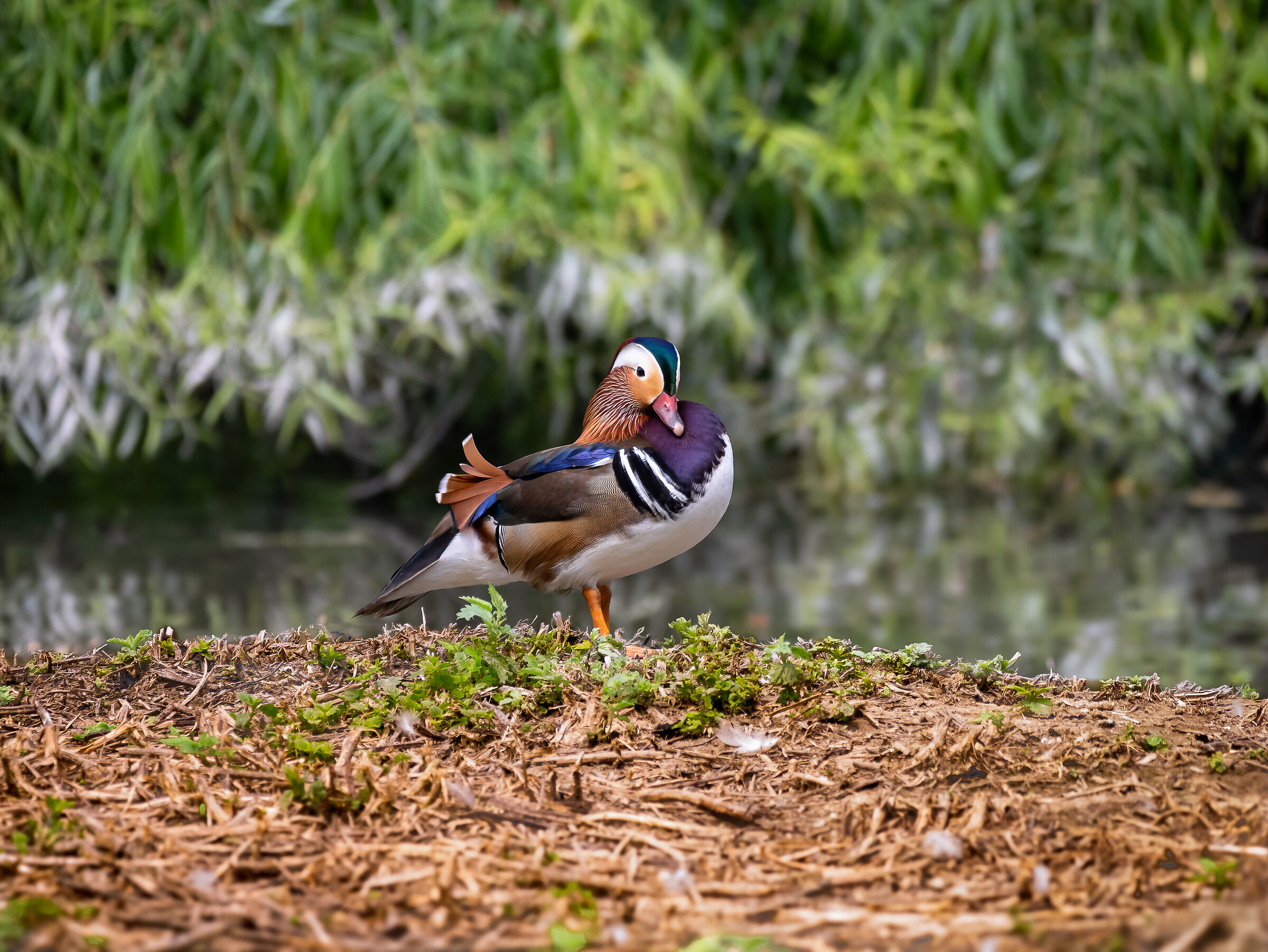 Mandarin in beautiful pose...