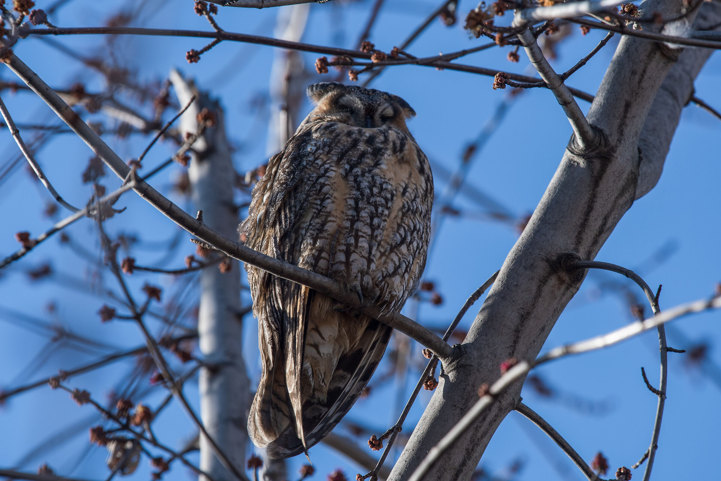 long-eared owl