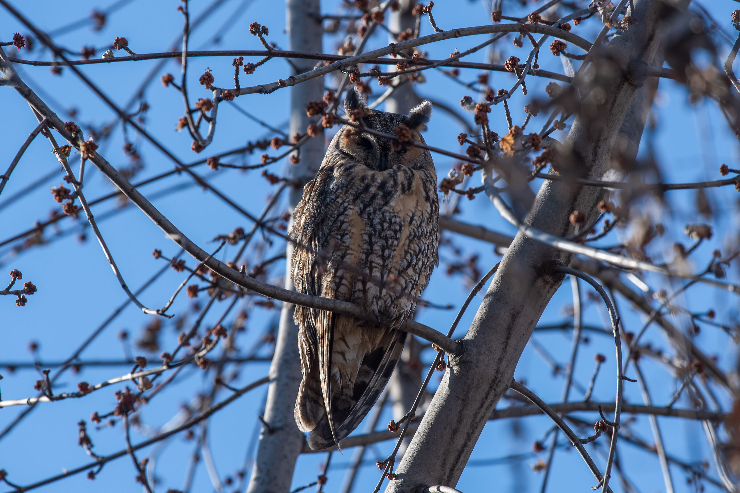 long-eared owl