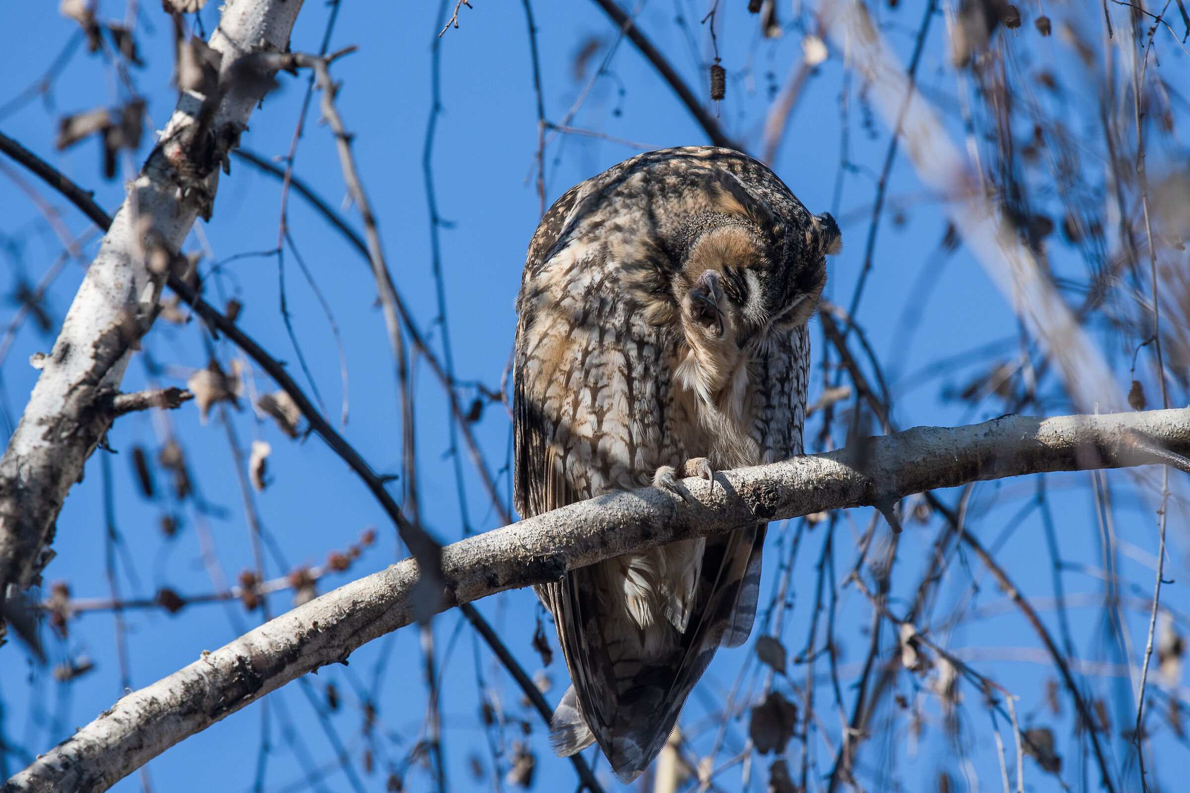 long-eared owl