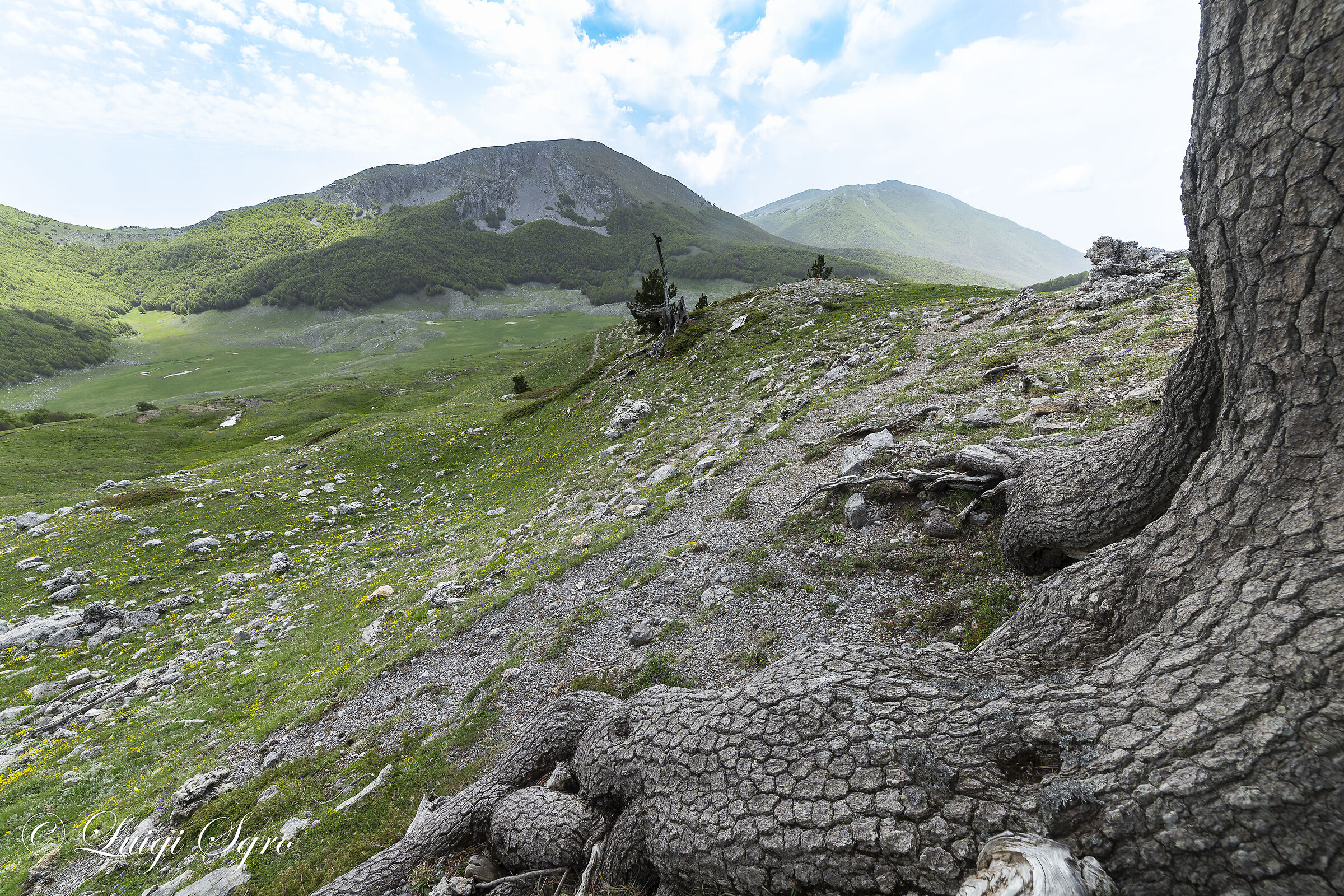 Monte Pollino , guardarlo sotto un Pino Loricato