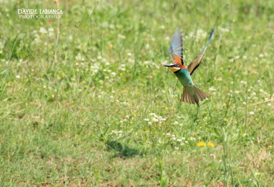 bee-eater