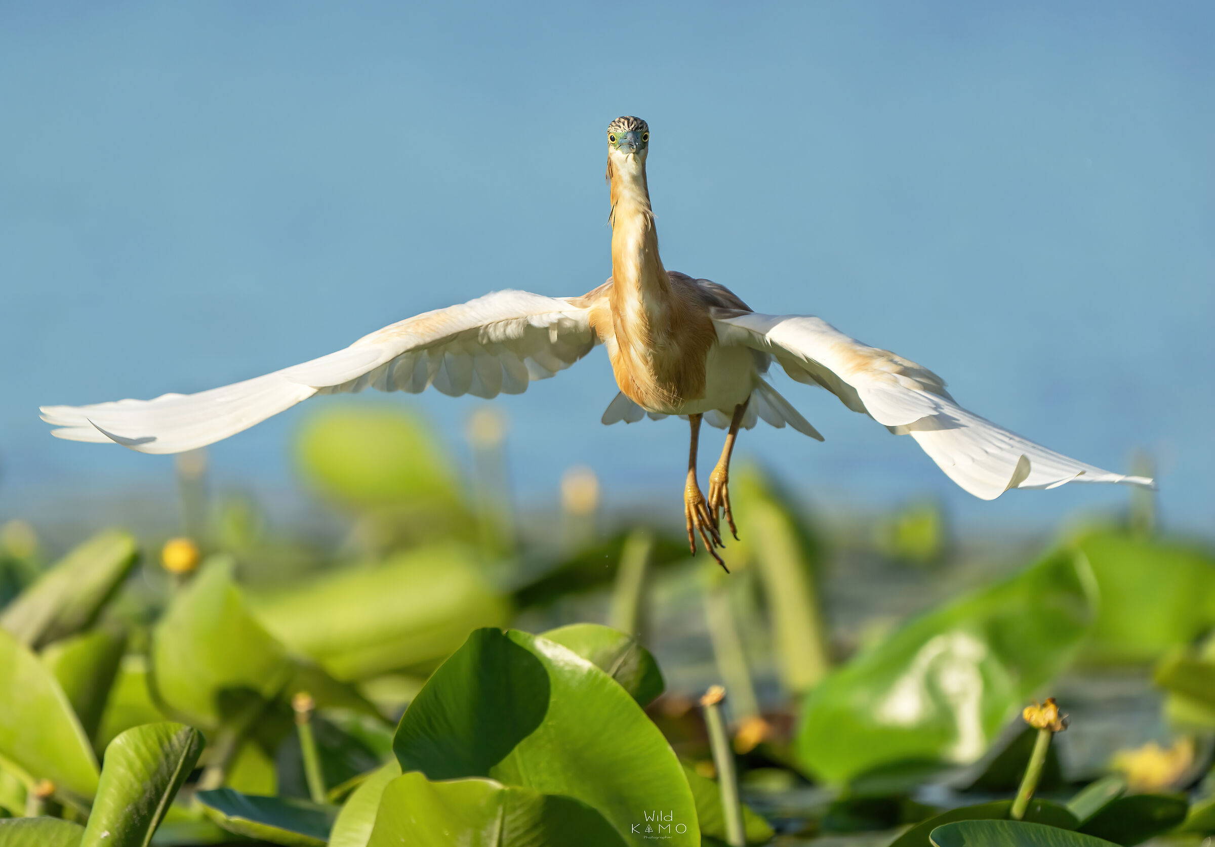 Sgarza Ciuffetto si Innalza in Volo