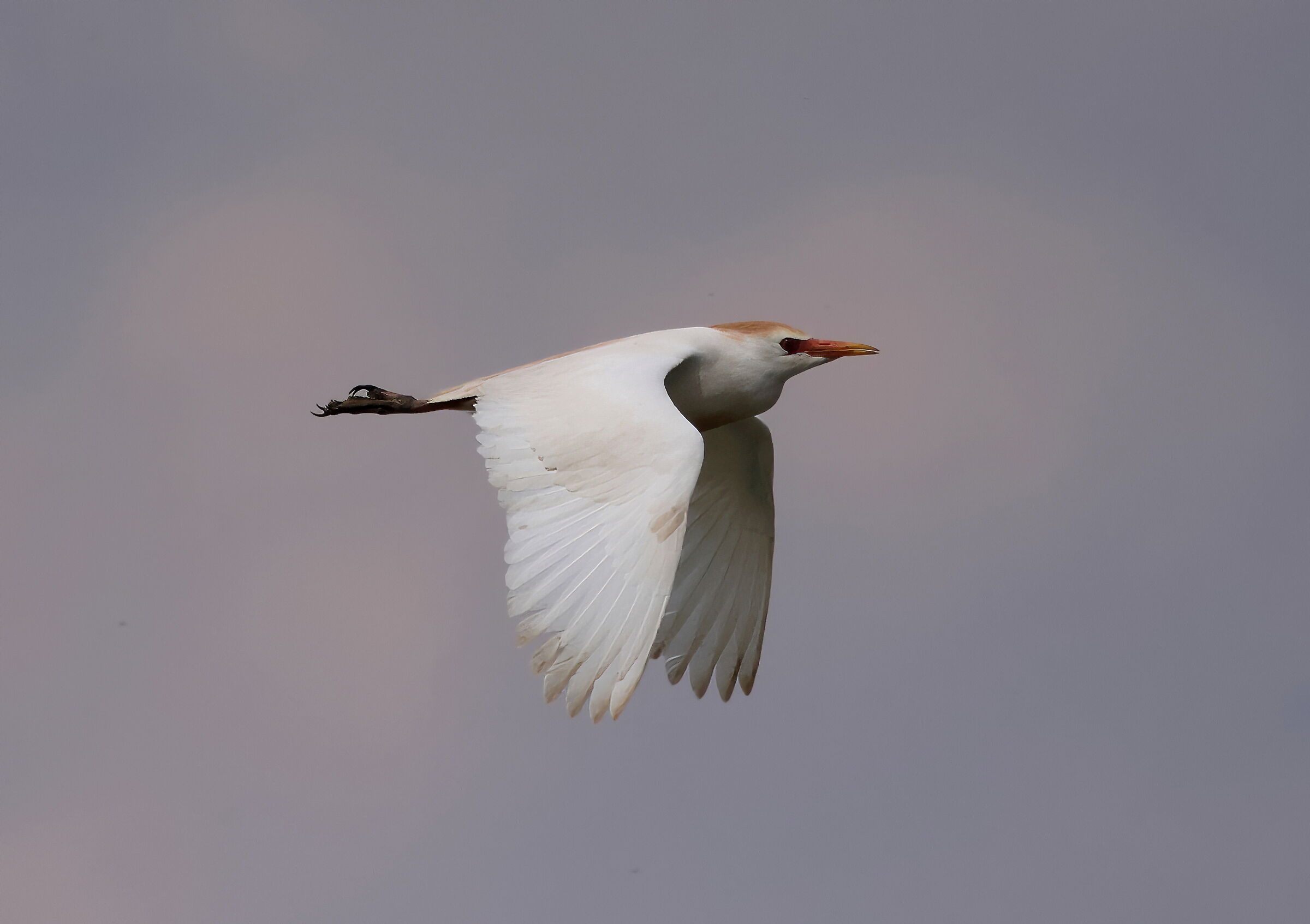 Primi scatti con R7 e rf800: Airone guardabuoi.